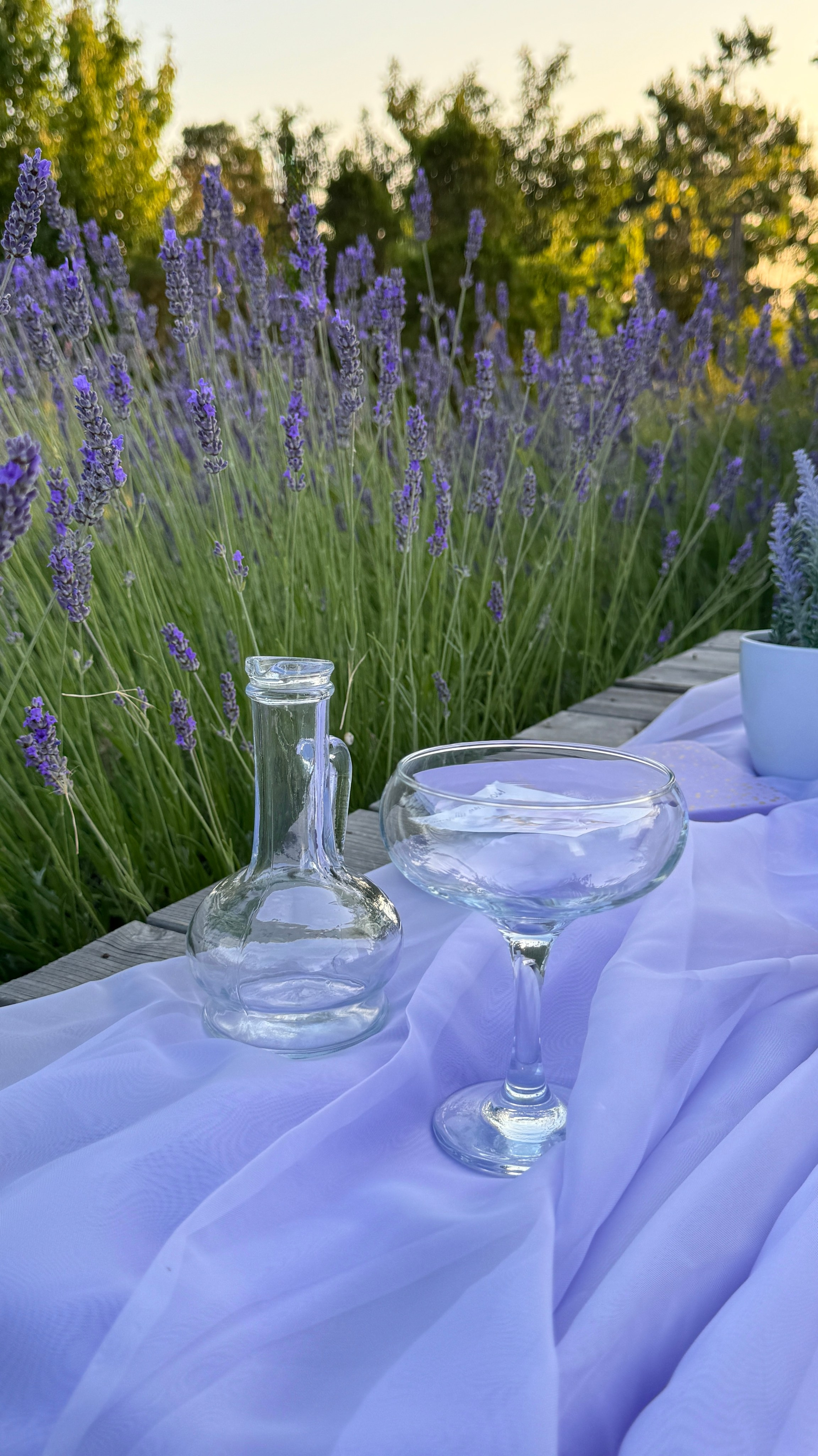 Лаванда. Фотостудия Натальи Забродской