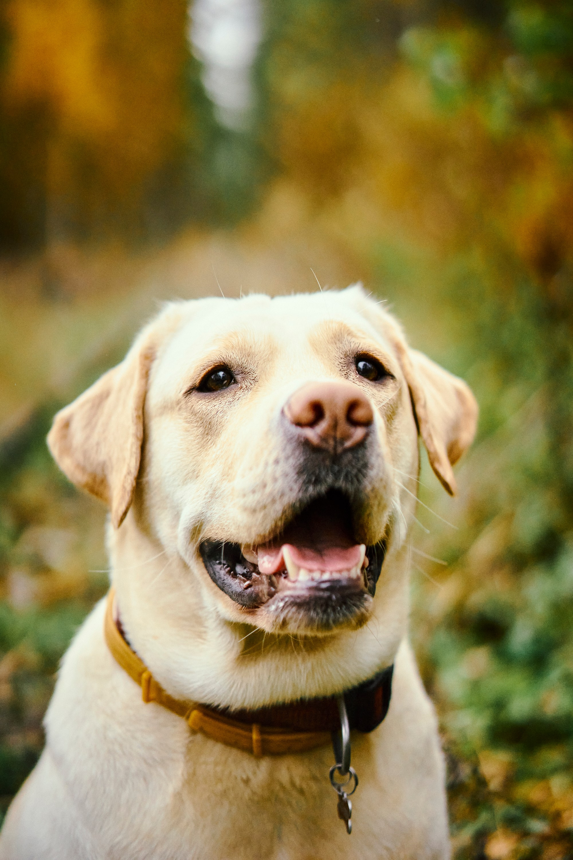 Bell and Black. Vutitsa