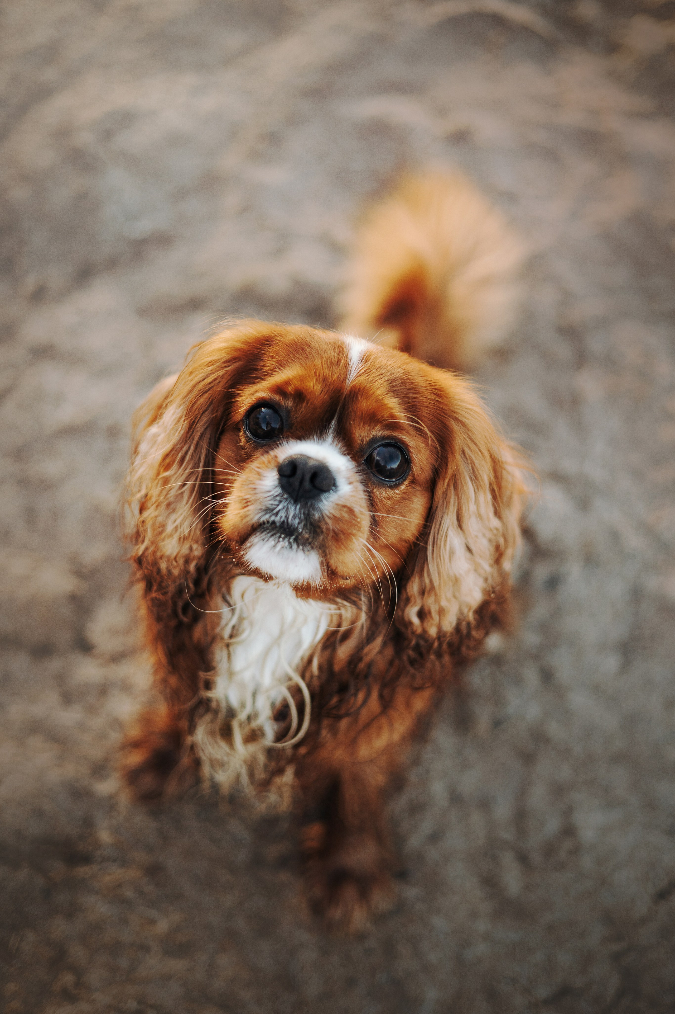 Верон, Гарри и их семья. Фотограф — Анималист | Санкт-Петербург