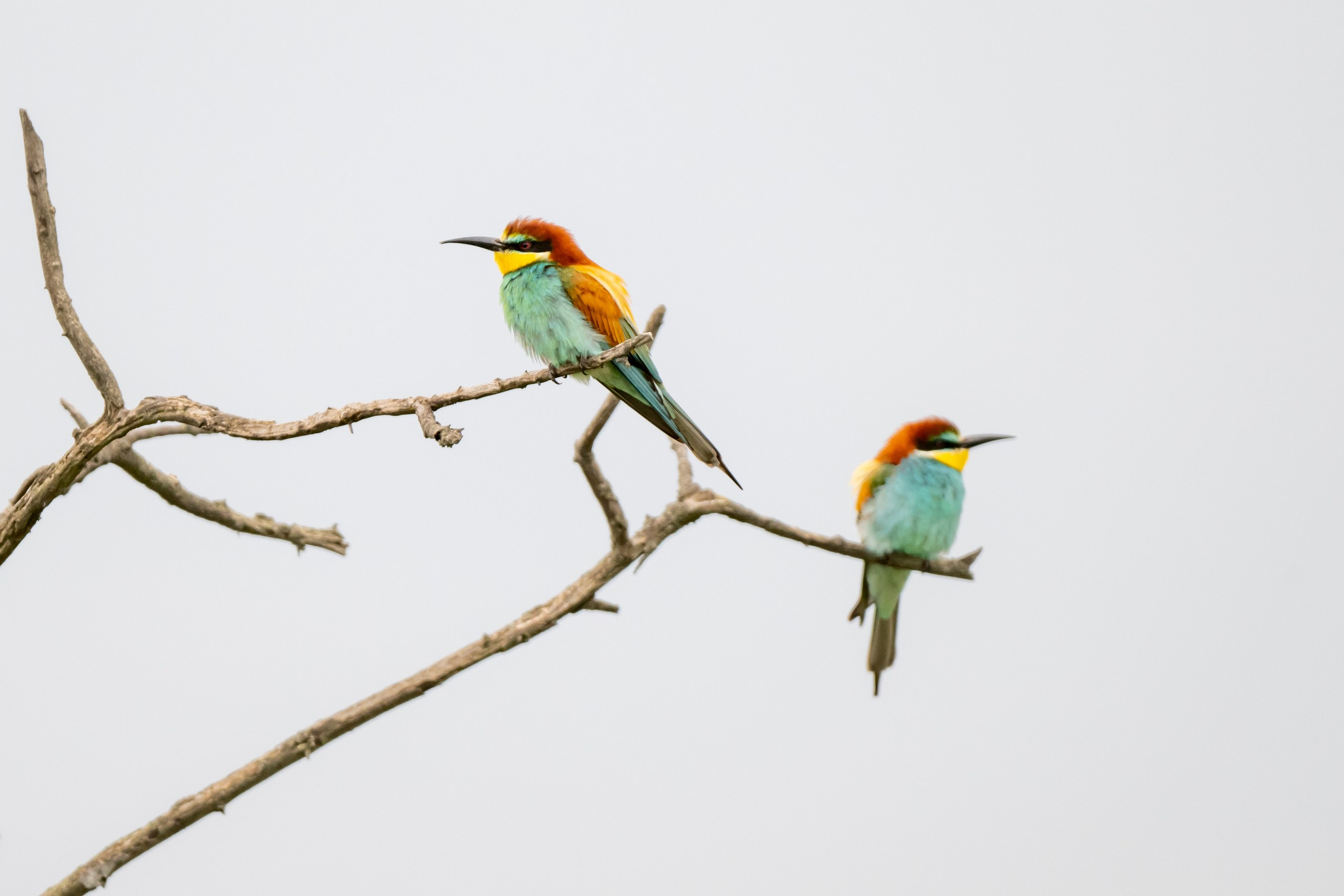 Дикая природа Дагестана. Май 2025 г. Foto-Zuev фотография как искусство