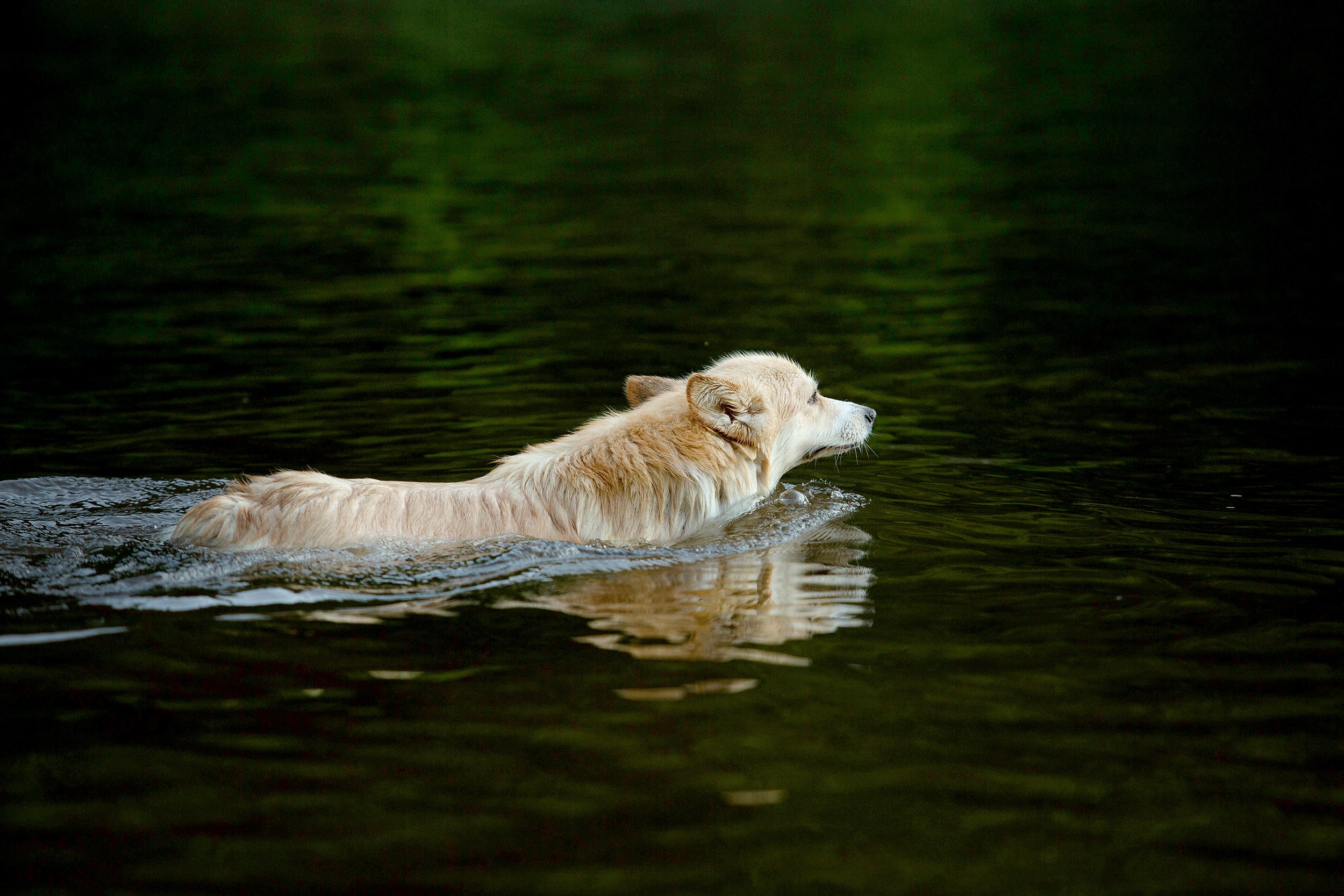 Собаки. Фотограф-анималист Юлия Удовенко