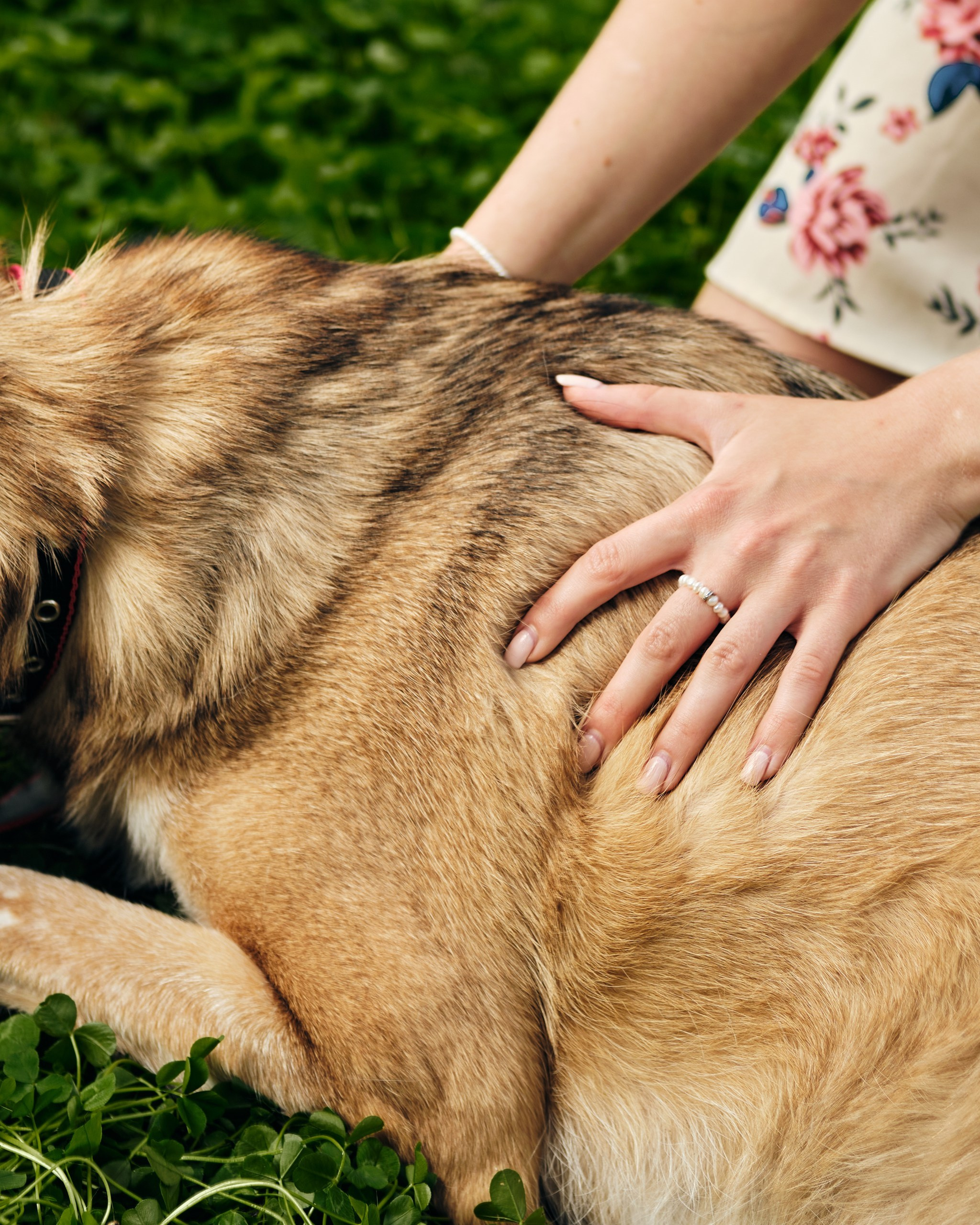 Фотосессия  для паши пса. Профессиональный фотограф в Москве — Максим Дьяконов