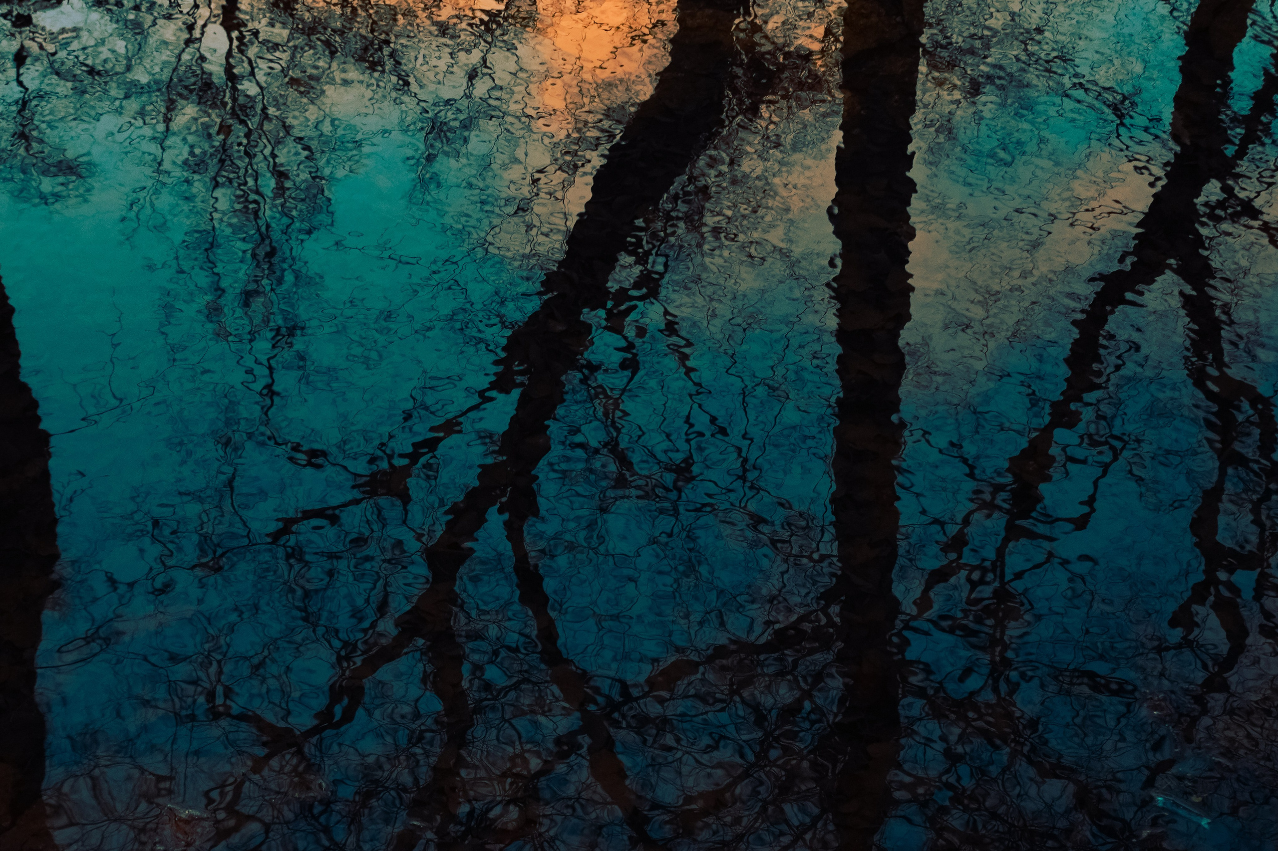 Ботанический сад. Фотограф Алиса Аспер