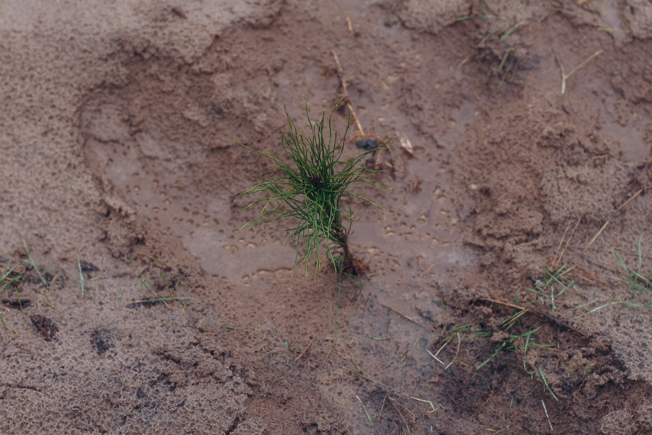 Посадка деревьев в Усть-Донецком районе. Артём Панфилов — Свадебный и семейный фотограф в Ростове-на-Дону