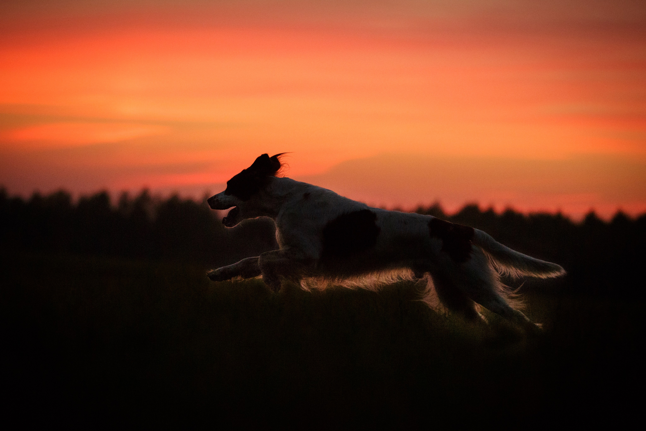 Ирландский красно-белый сеттер Шамрог. Фотограф-анималист Natalia Deingel | Фотосъемка собак в Москве