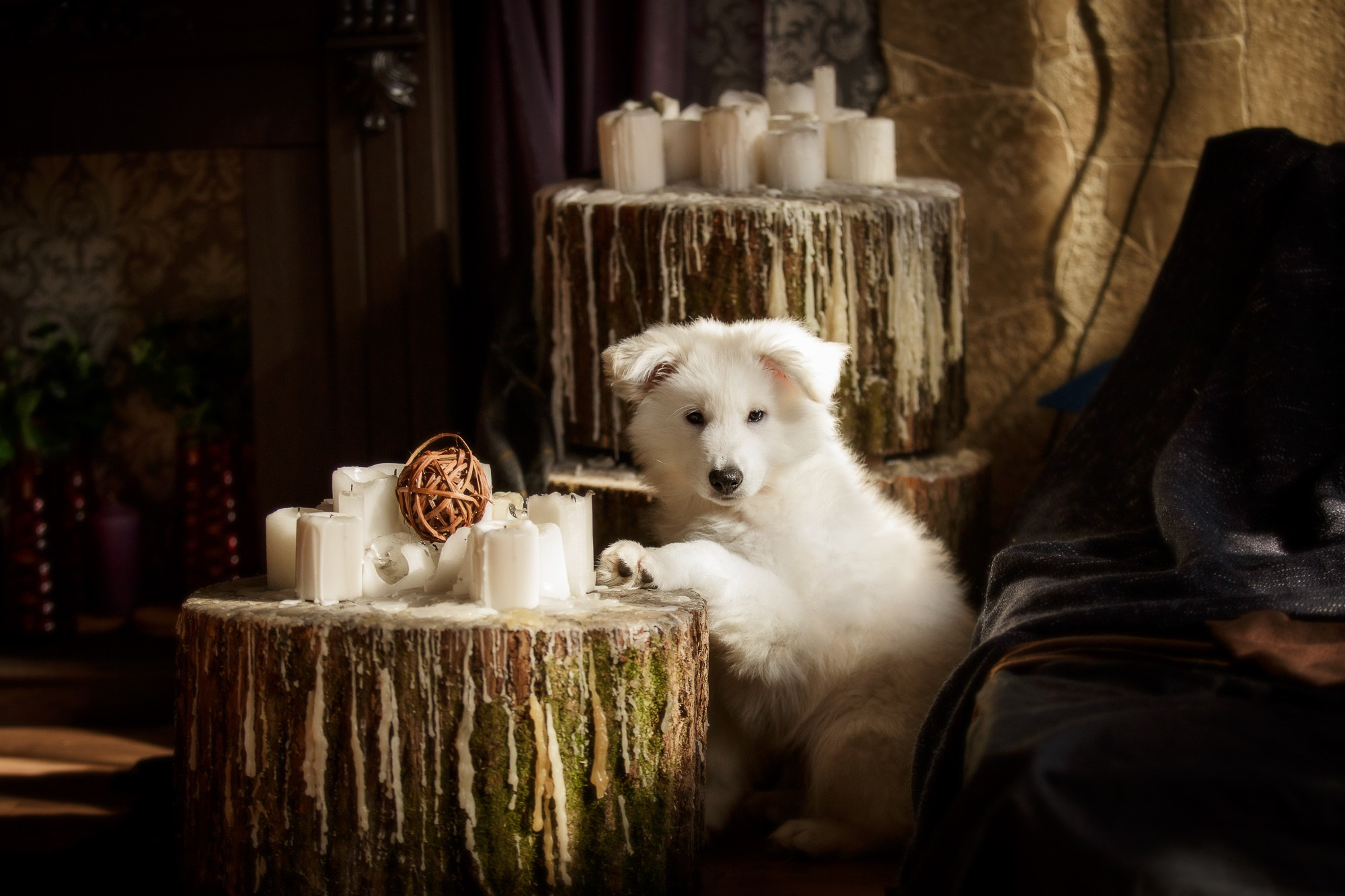 Фотосъёмки щенков. Фотограф-анималист Natalia Deingel | Фотосъемка собак в Москве