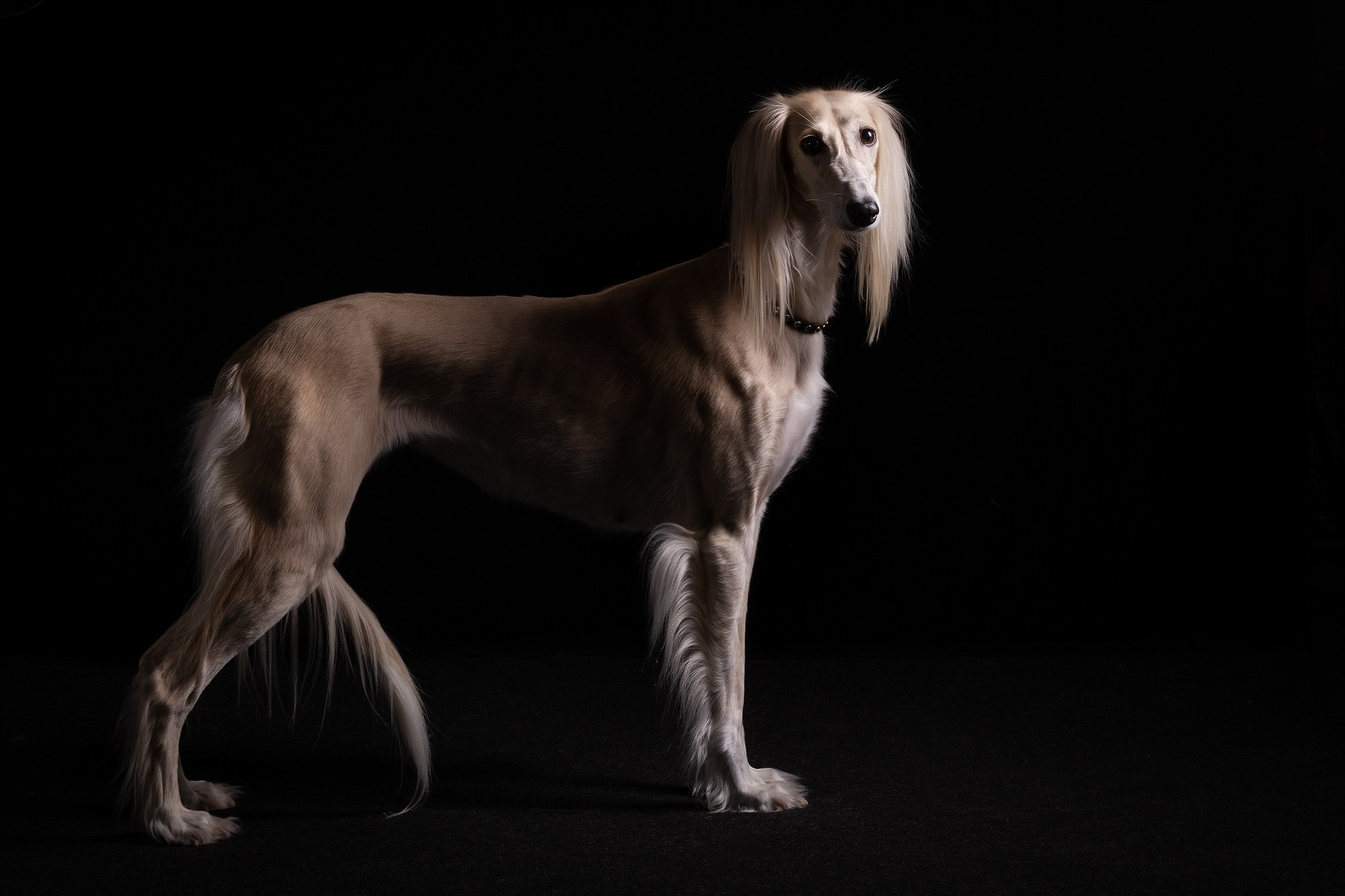 Небольшой отчёт о том, как прошли студиные фото дни. Фотограф-анималист Natalia Deingel | Фотосъемка собак в Москве