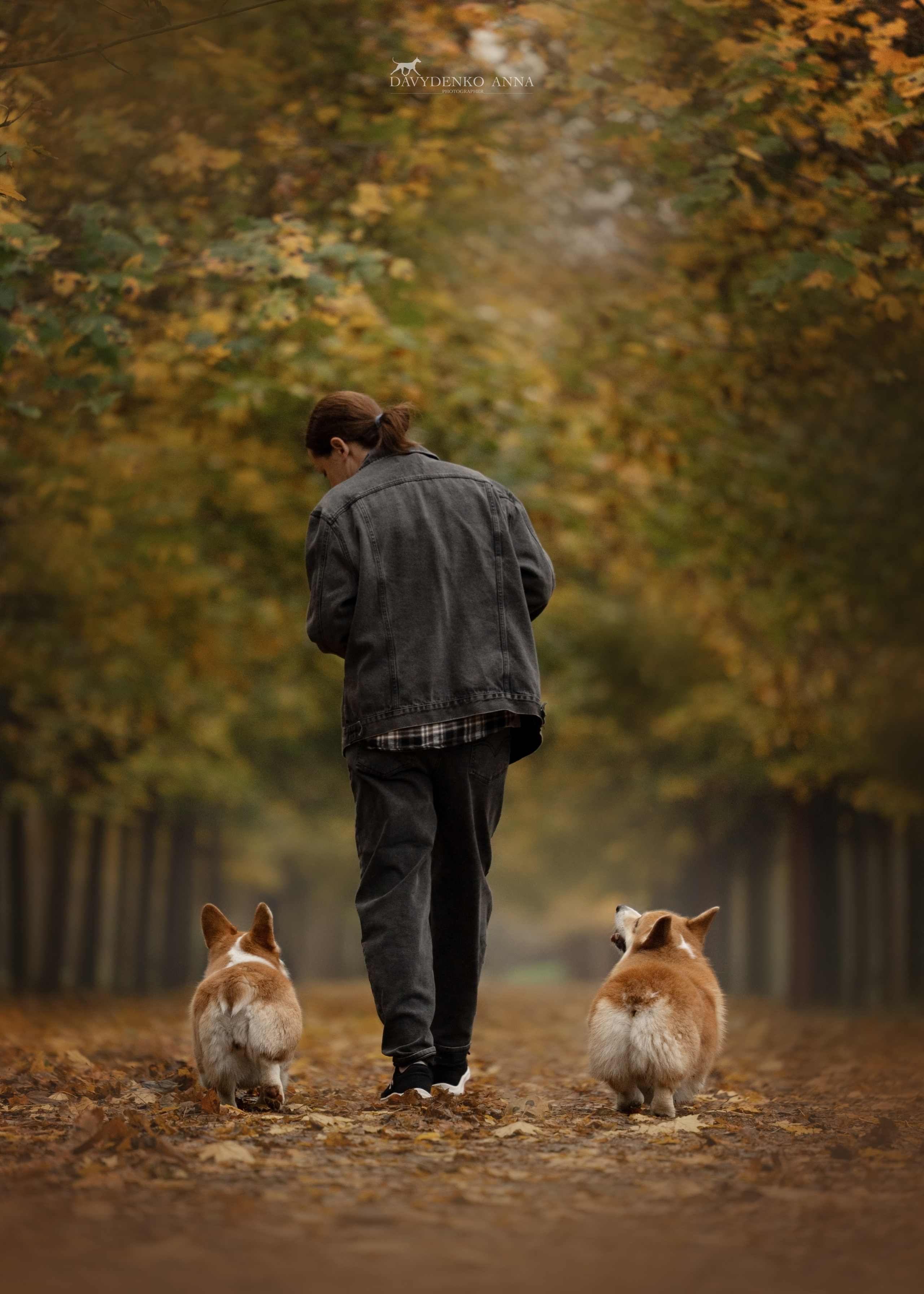 фото корги в лесу