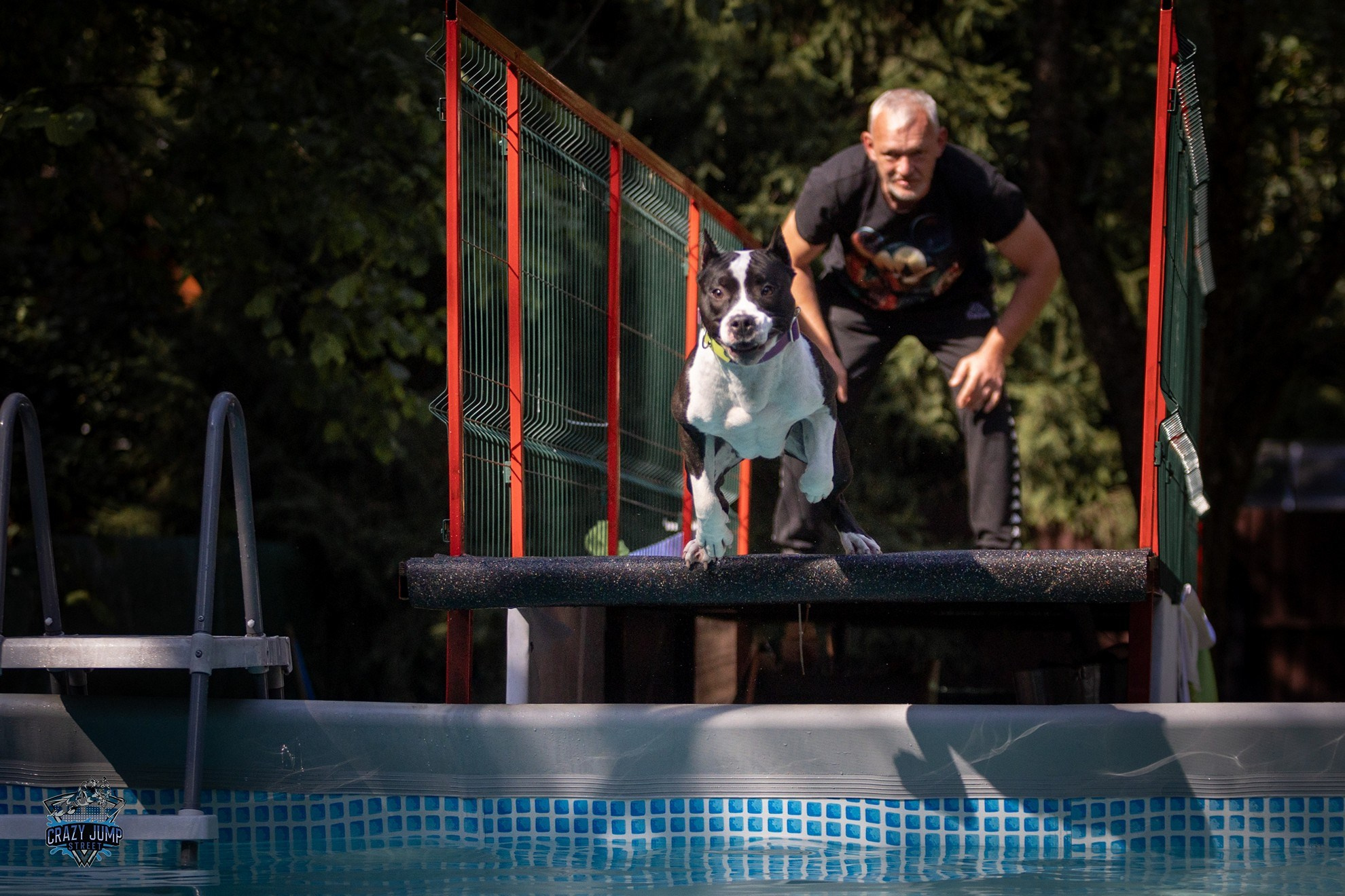 Собаки, спорт, Док дайвинг. Свадебный и репортажный фотограф в Москве и Московской области