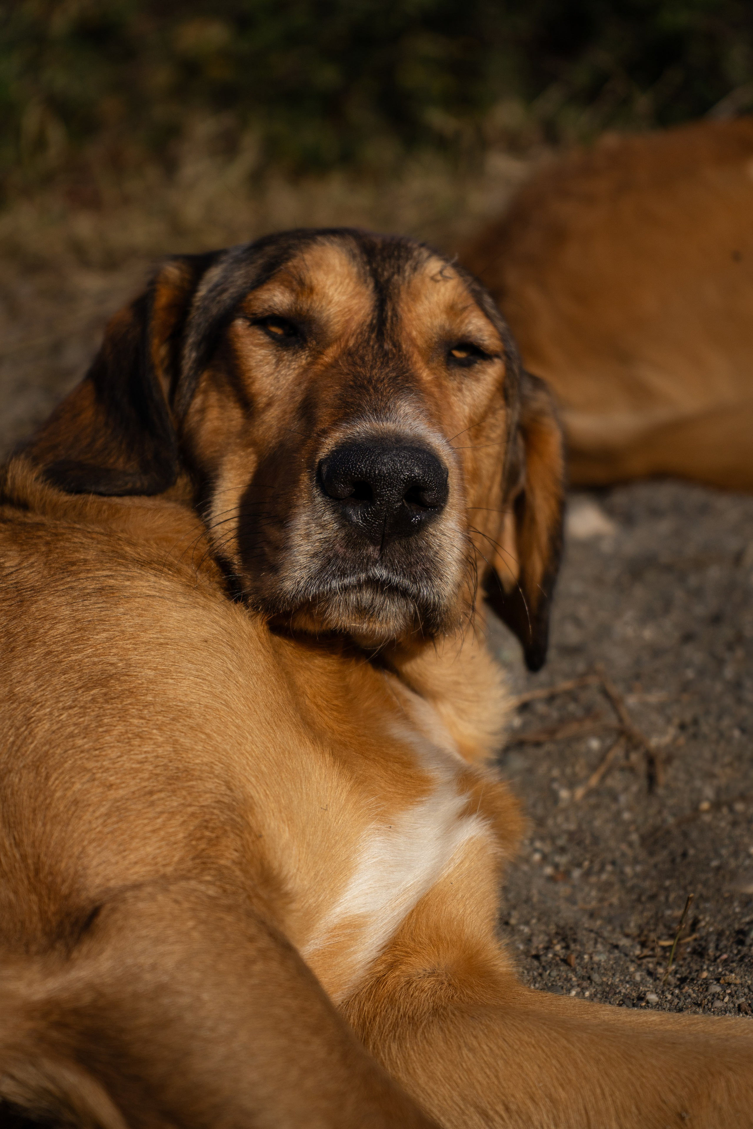 Pets. Makaroshkassirom — photographer in Minsk