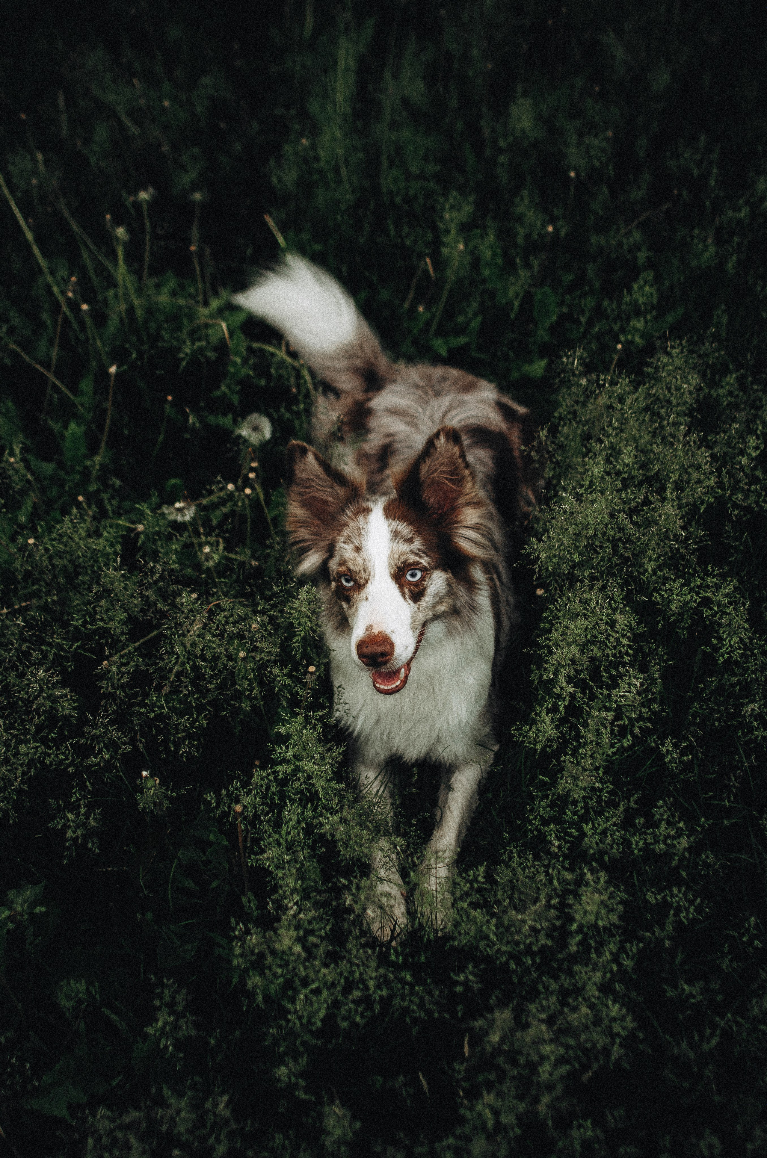 Алина и Бруна. Фотограф-анималист Богданова Полина