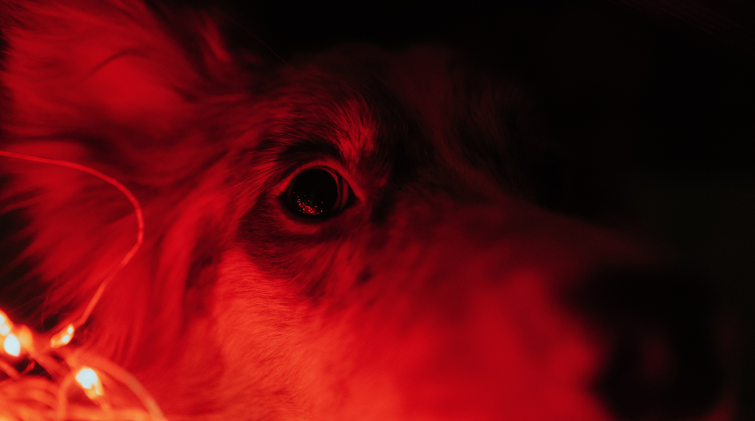 Аня и Дэймон. Фотограф-анималист Богданова Полина