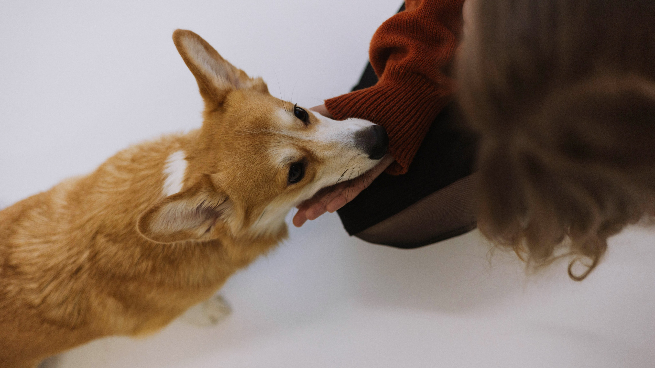 Настя и Мия. Фотограф-анималист Богданова Полина