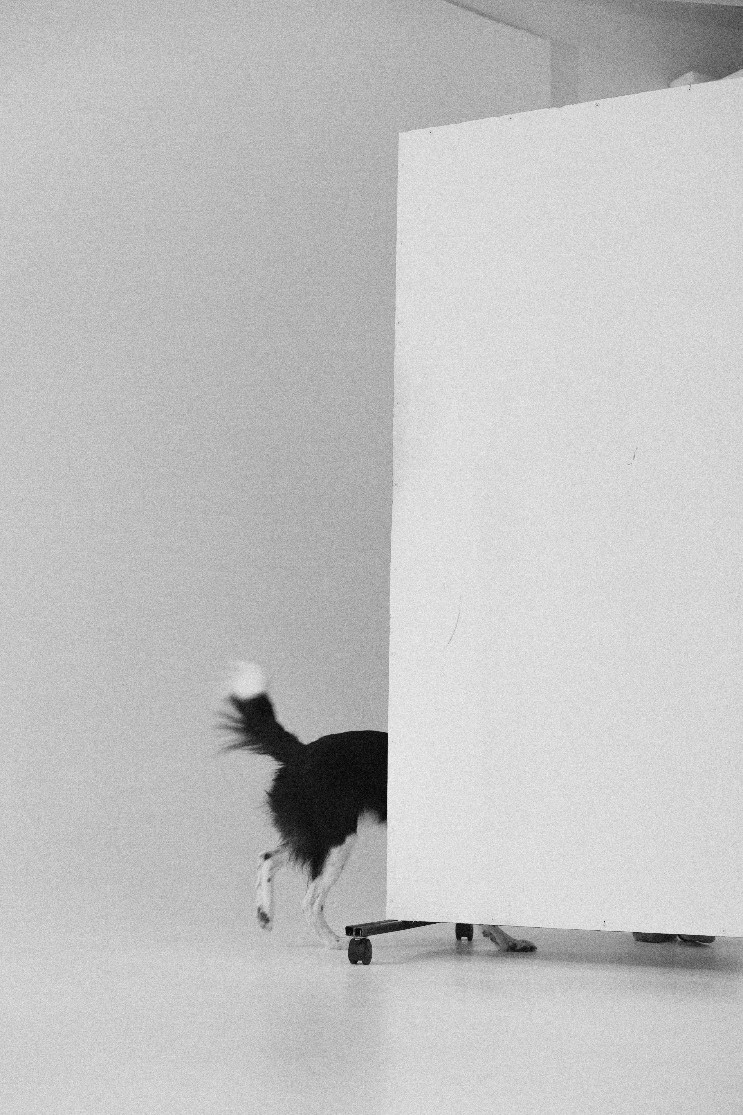 Алена и Гвендолин. Фотограф-анималист Богданова Полина