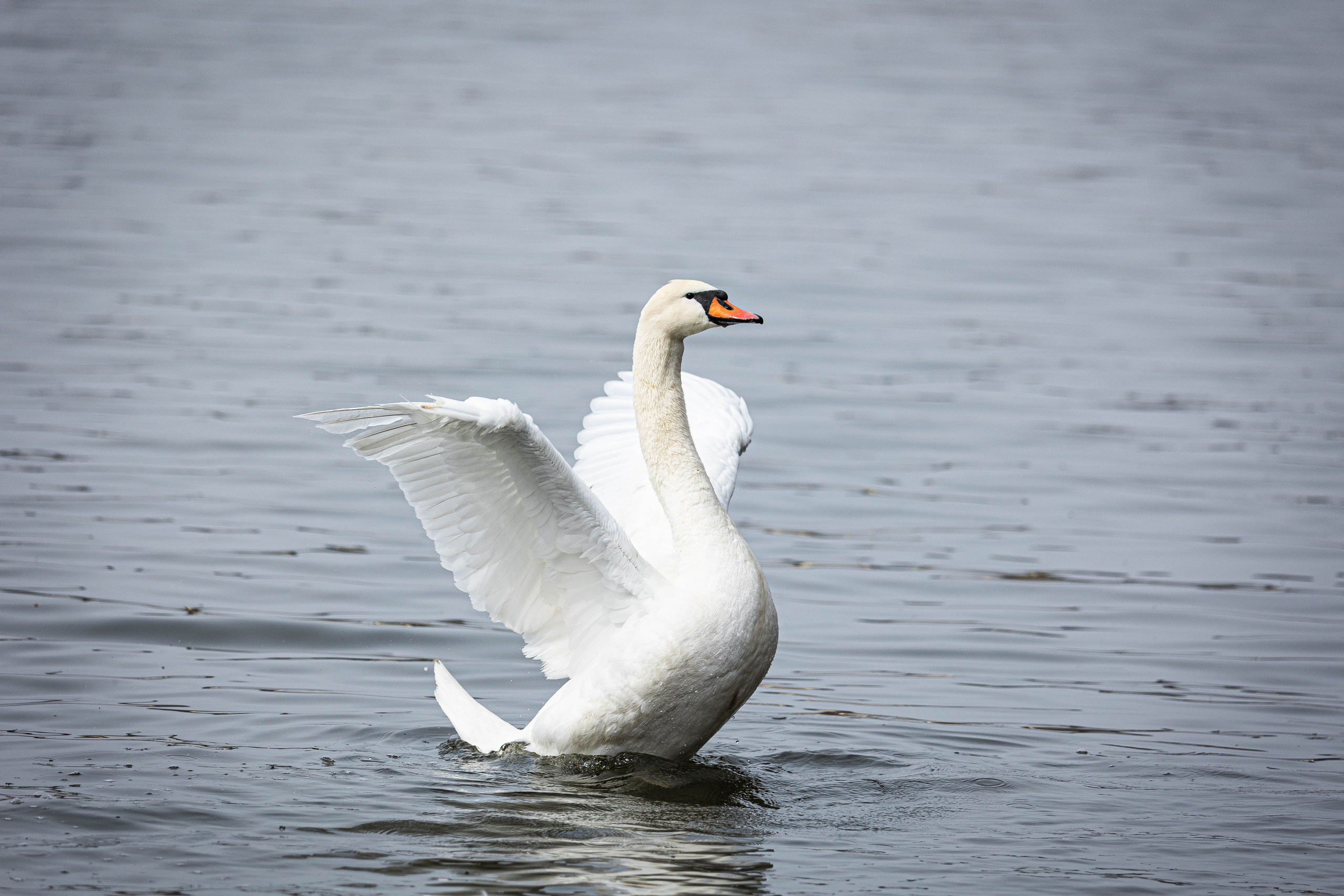 Парк Малинки 2026. Фотограф-АниМалист Анна Абрамова