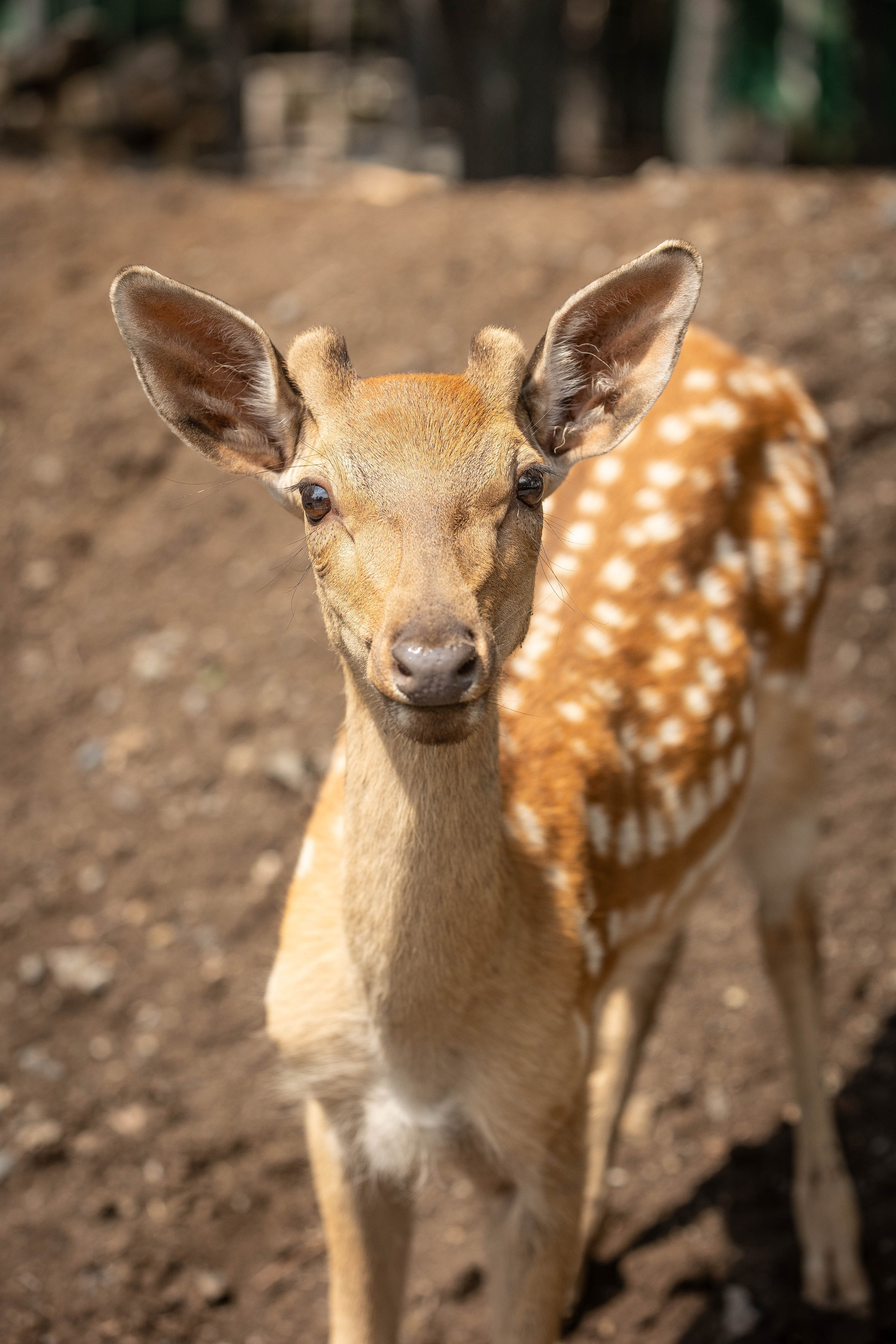 Зоопарк Малинки. Фотограф-АниМалист Анна Абрамова