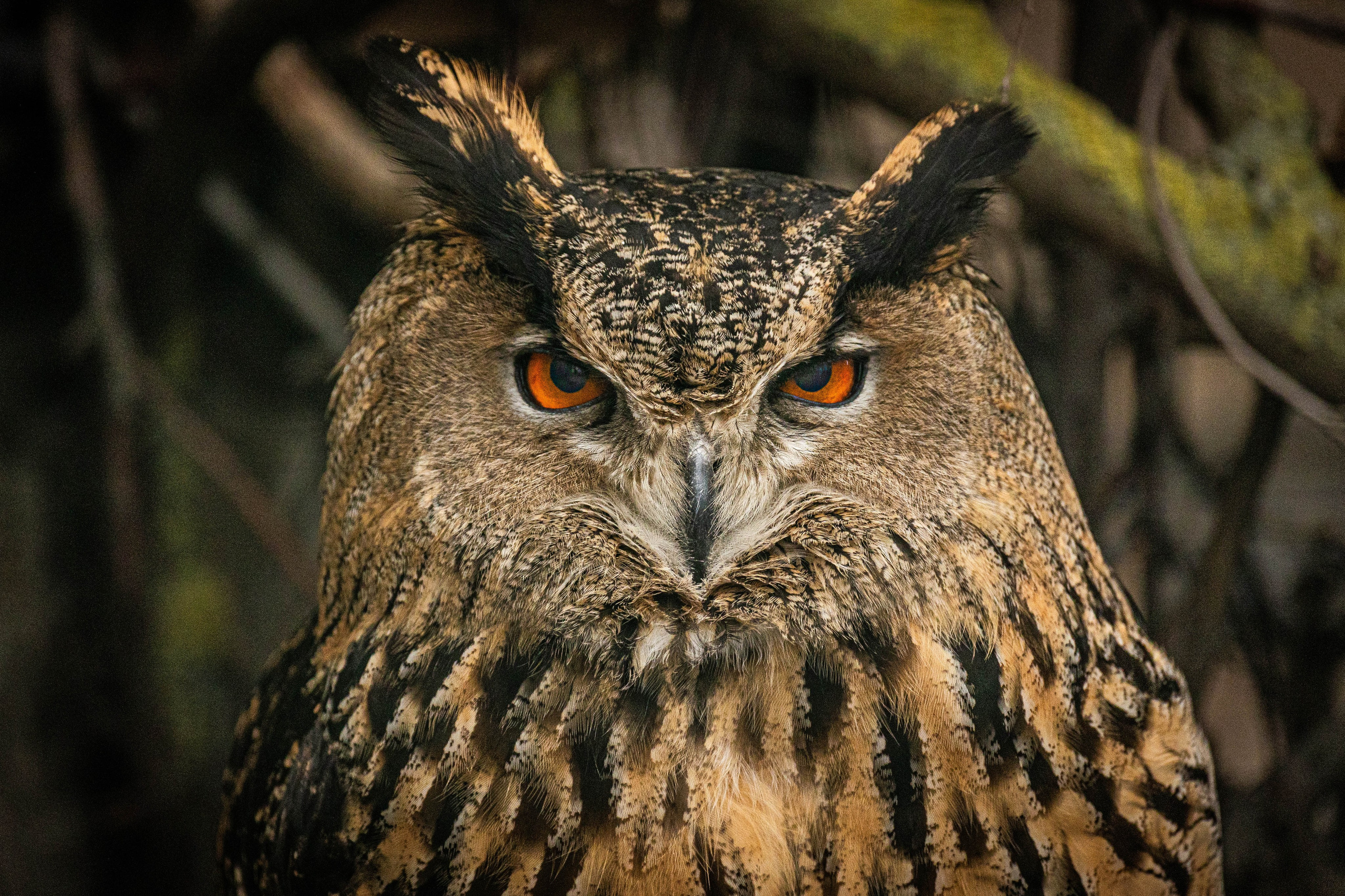 Парк Малинки 2026. Фотограф-АниМалист Анна Абрамова