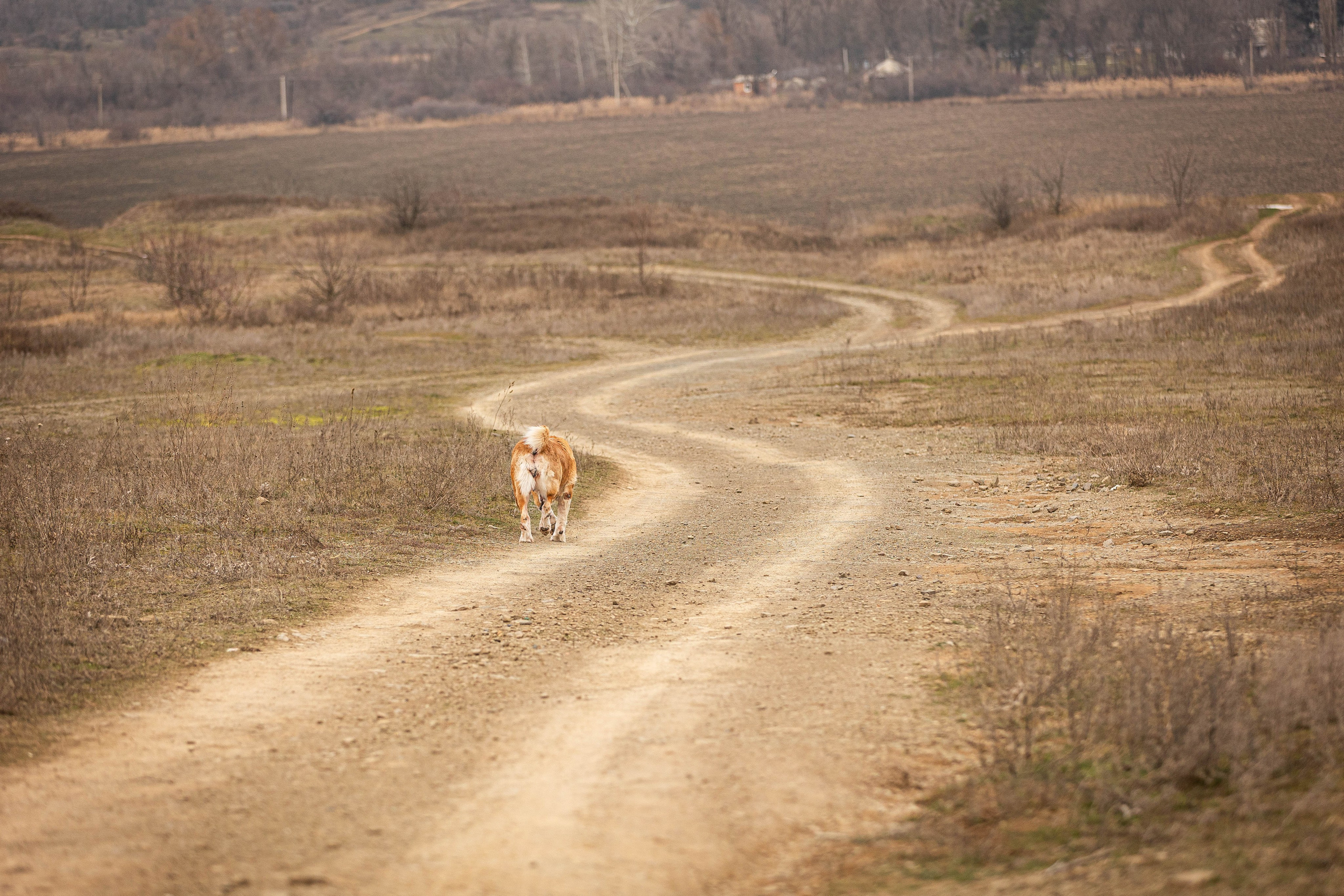 Пальма. Фотограф-АниМалист Анна Абрамова