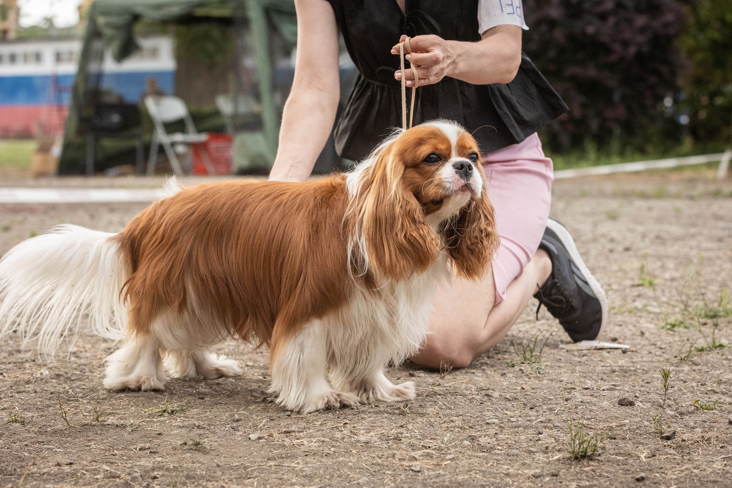 Репортаж (фото с выставок). Фотограф-АниМалист Анна Абрамова