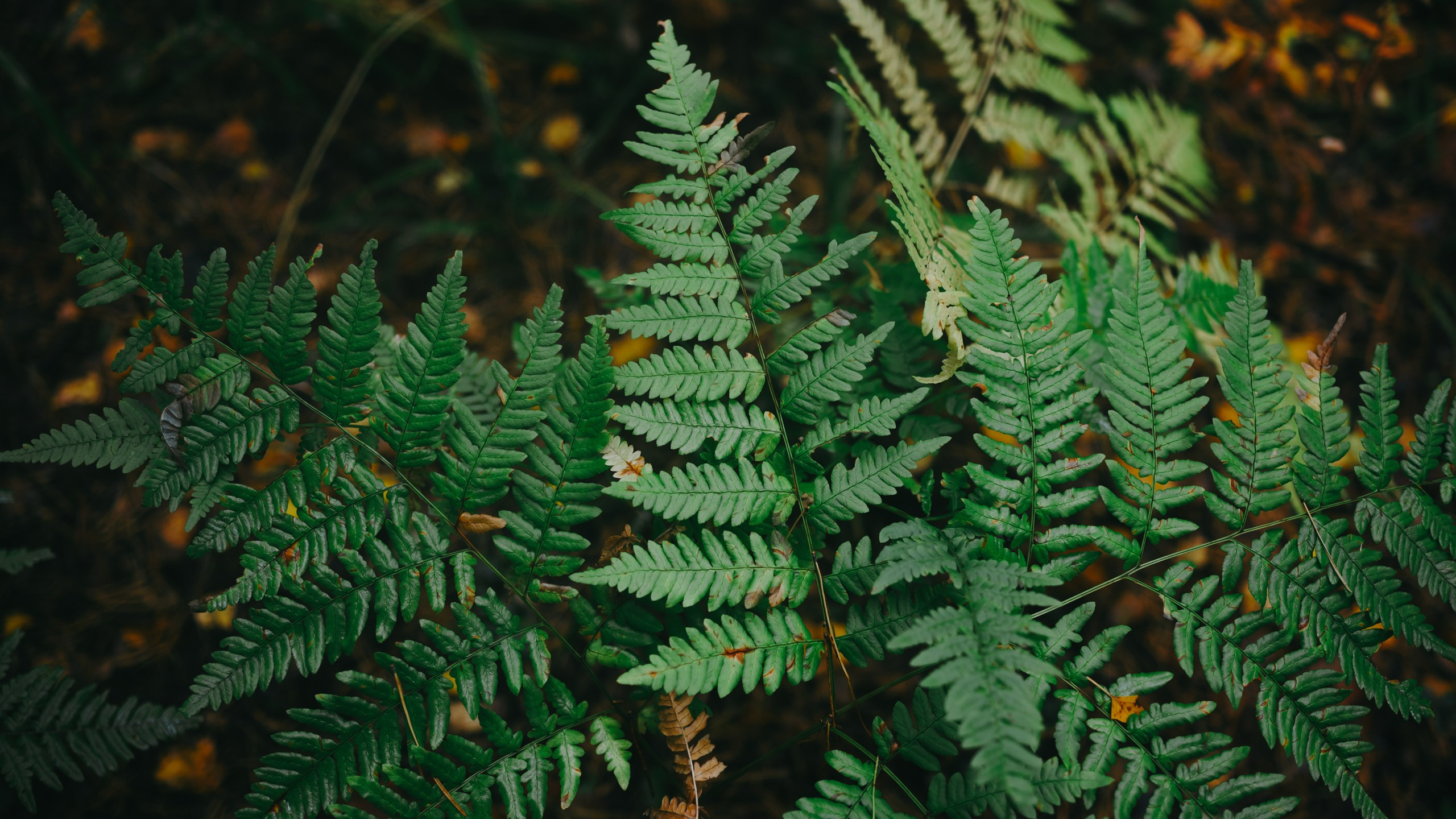 Невидимый спектр. Komonev