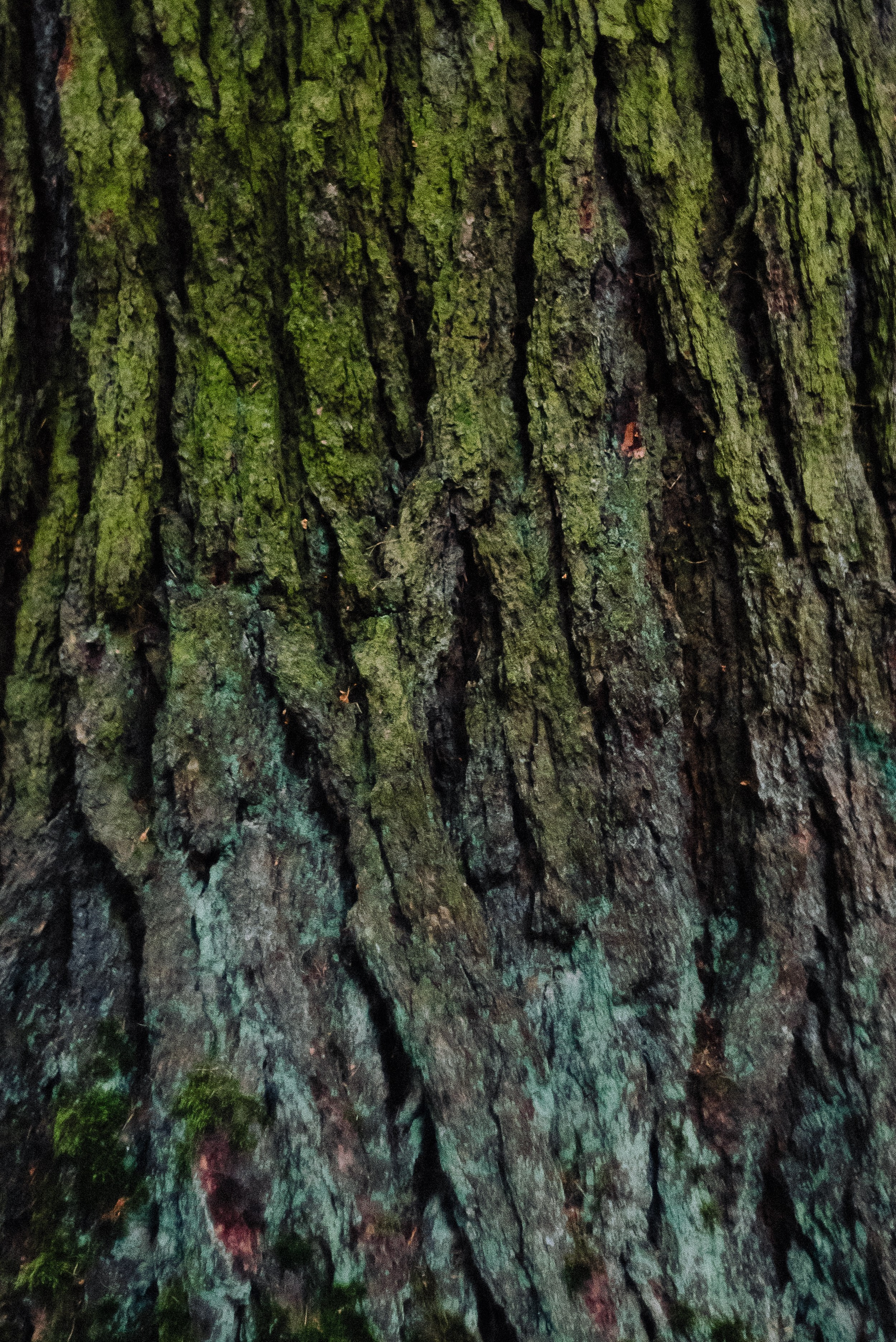 Autumn. Свадебный фотограф Санкт-Петербург DanyaPhotoart