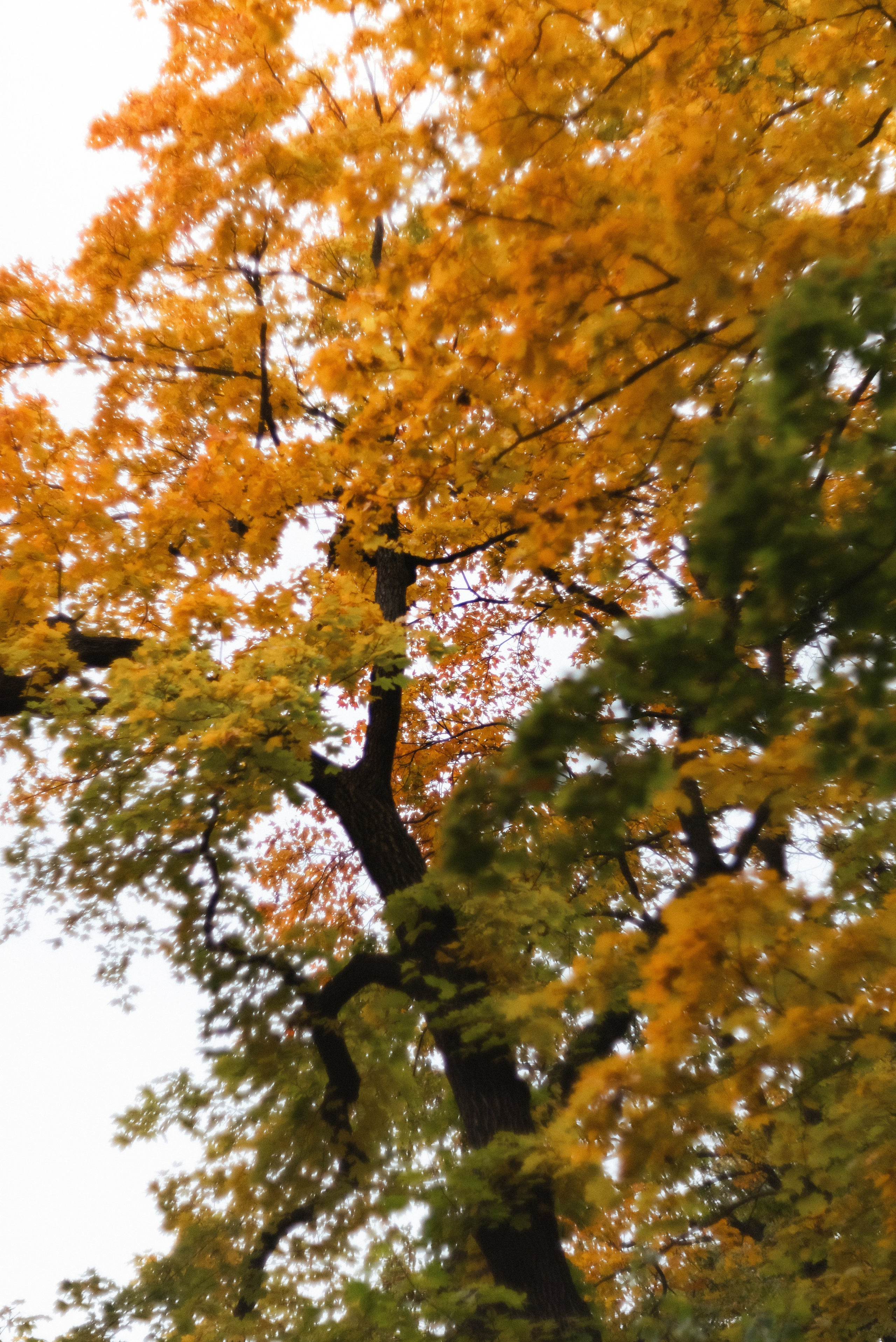 Autumn. Свадебный фотограф Санкт-Петербург DanyaPhotoart