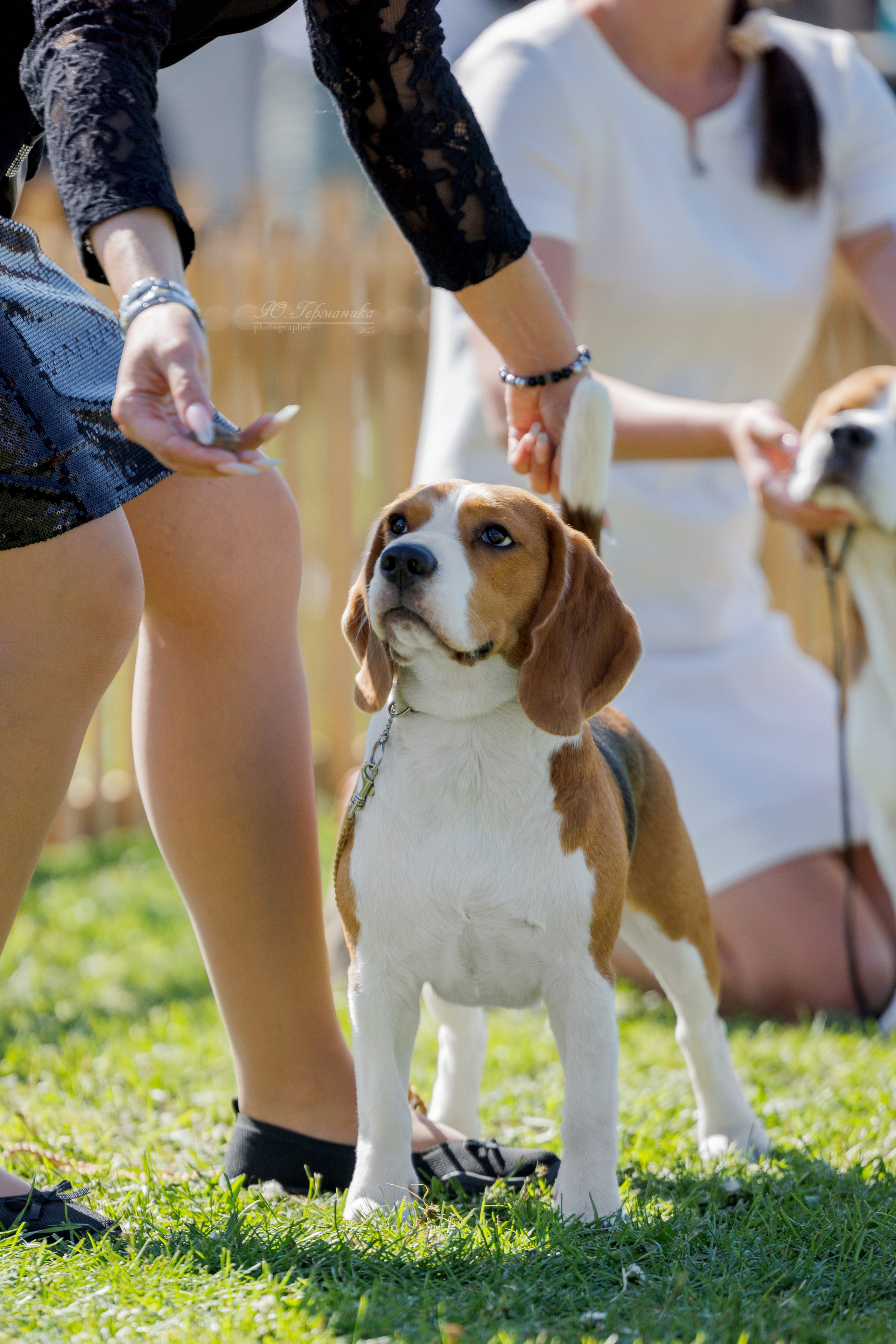 Ереван 14-16.10.2025. Фотограф-анималист Юлия Германика