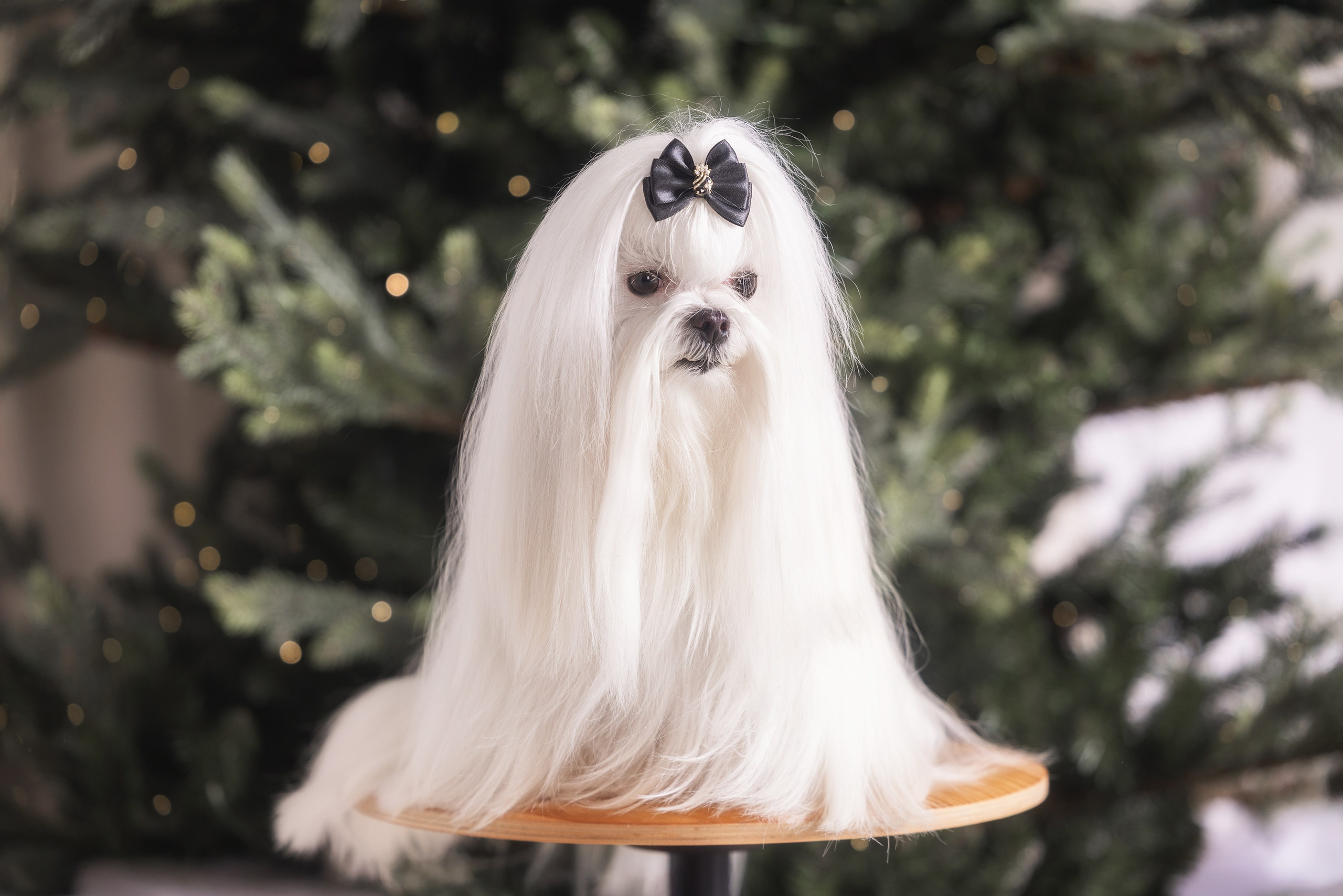 Фотограф Алена Звездина