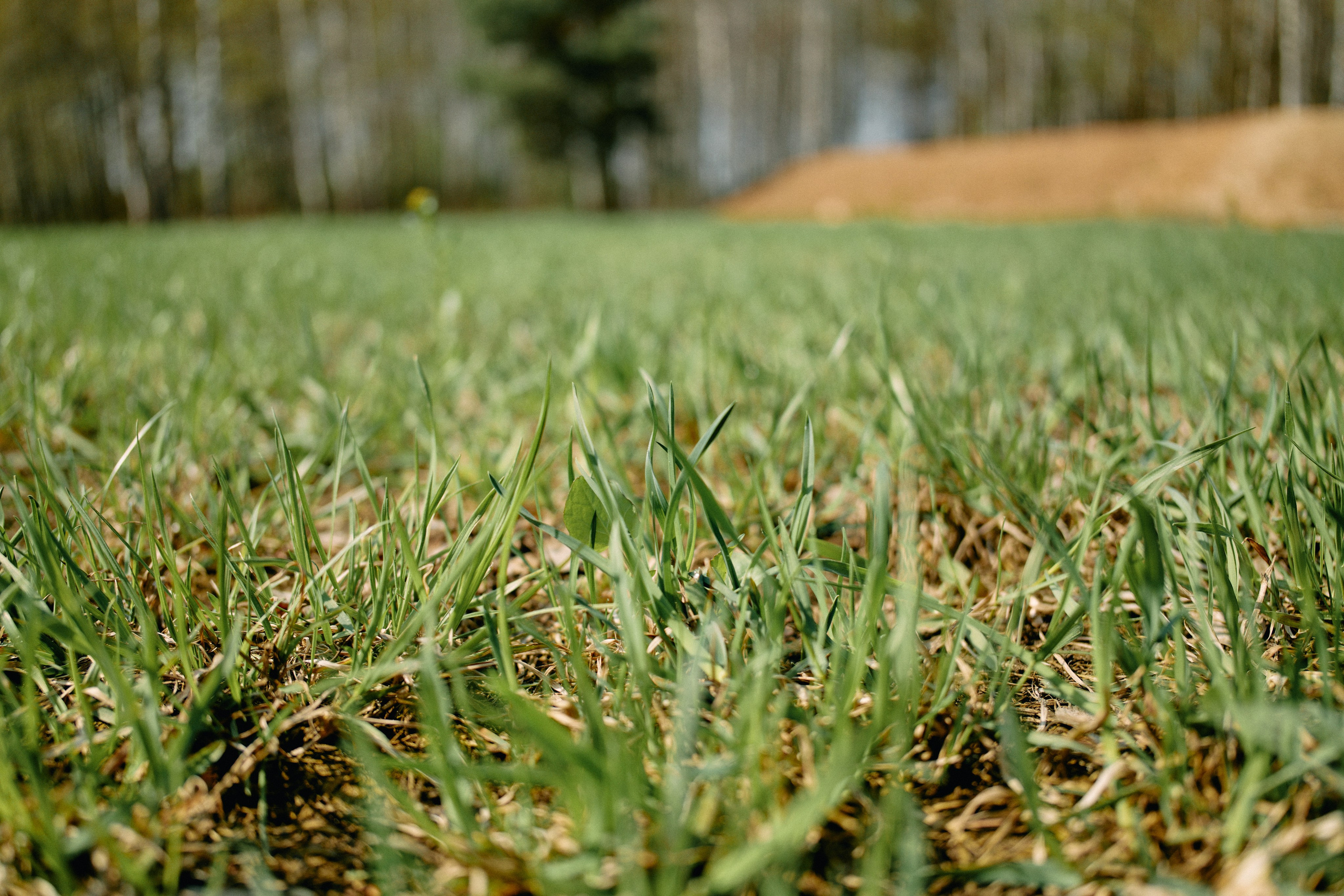 Бутик-отель Поле летом. Профессиональный Фотограф во Владимире, в Москве и в Суздале — Полина Романычева