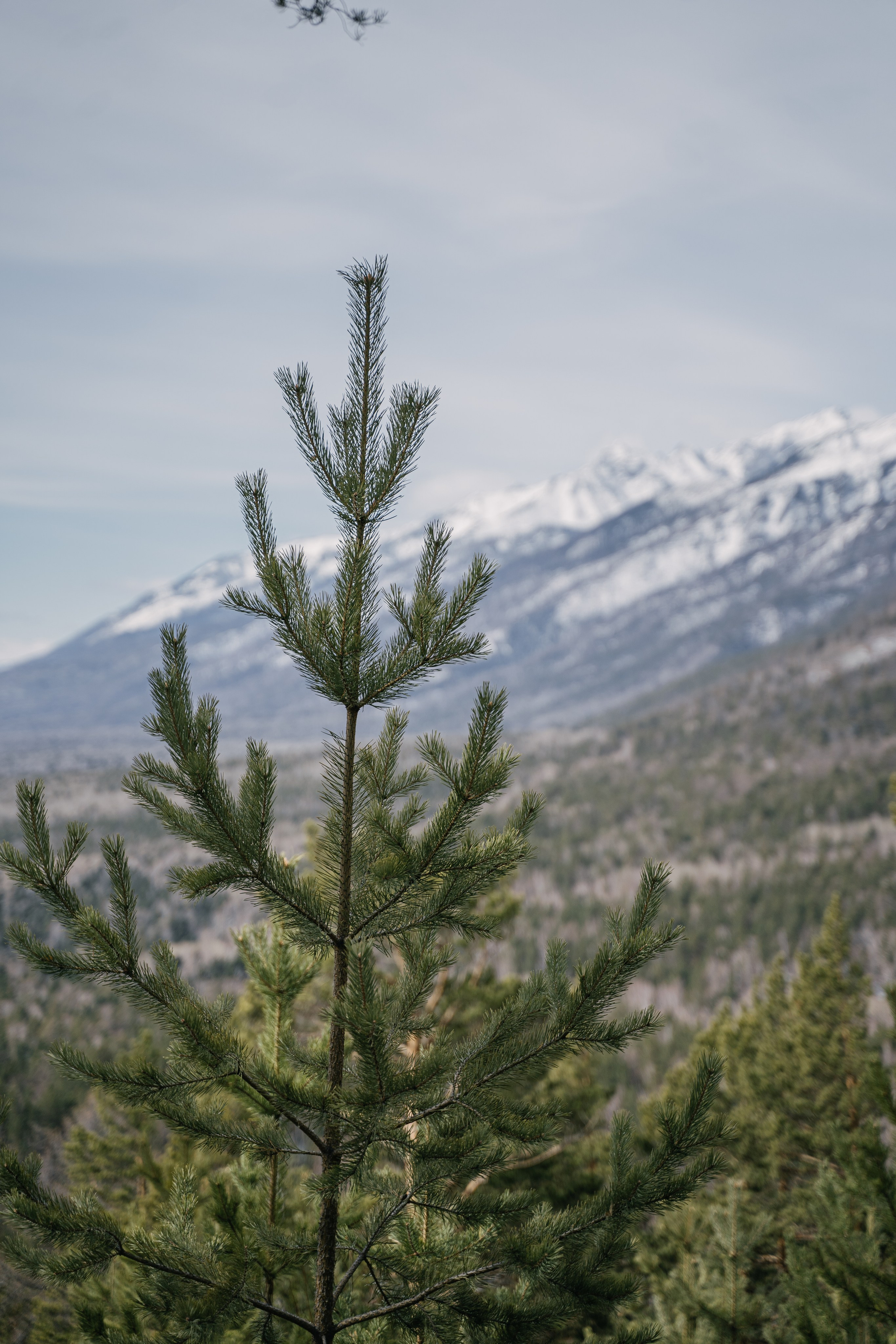 Бурятия, Аршан 2024. Фотограф Ольга Пучкова