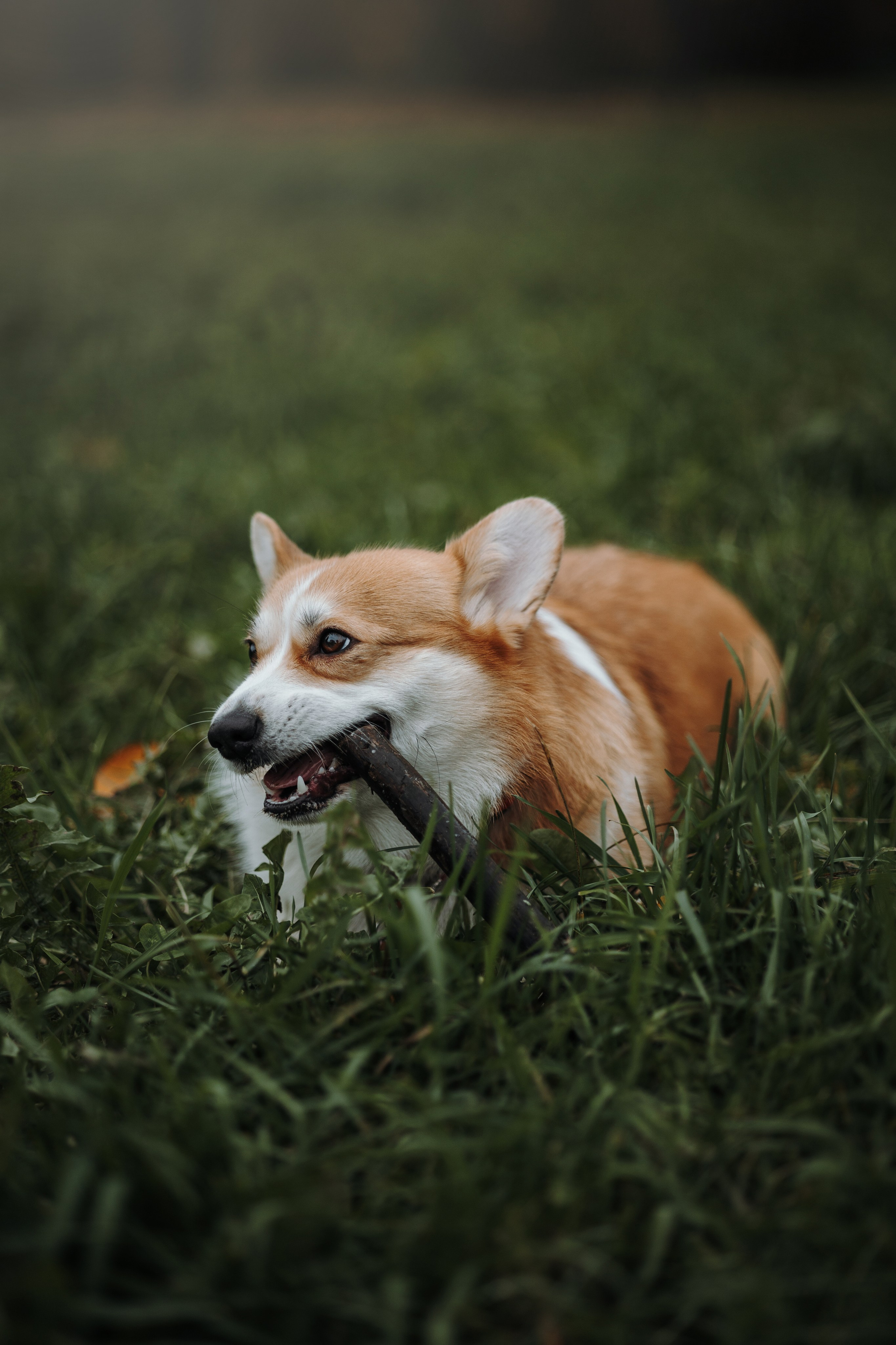 Юля и Терри. Фотограф — Анималист | Санкт-Петербург