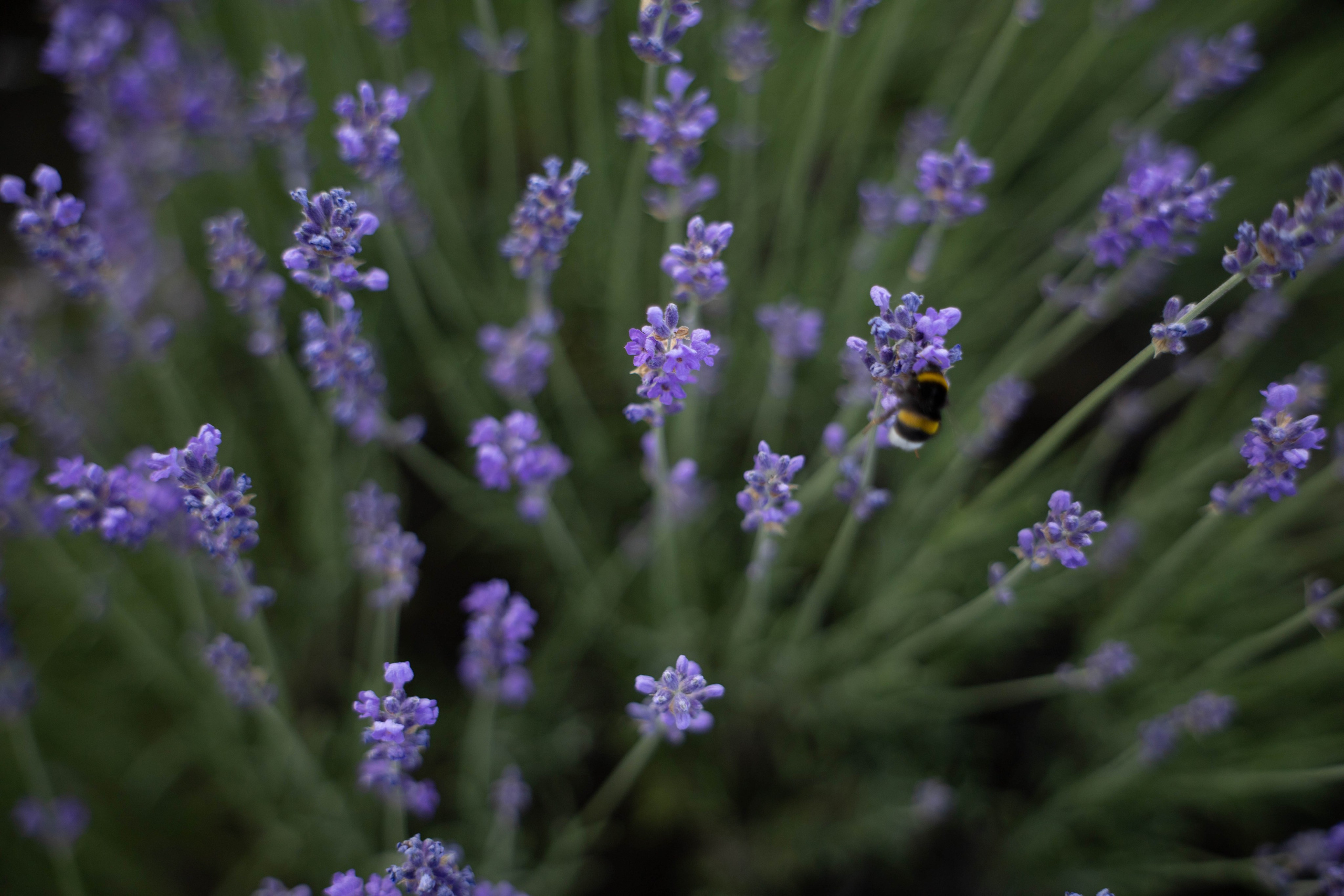 Фотосессия выездная «Лаванда». Фотограф в Крыму Татьяна Барицкая ЕНОТИКА