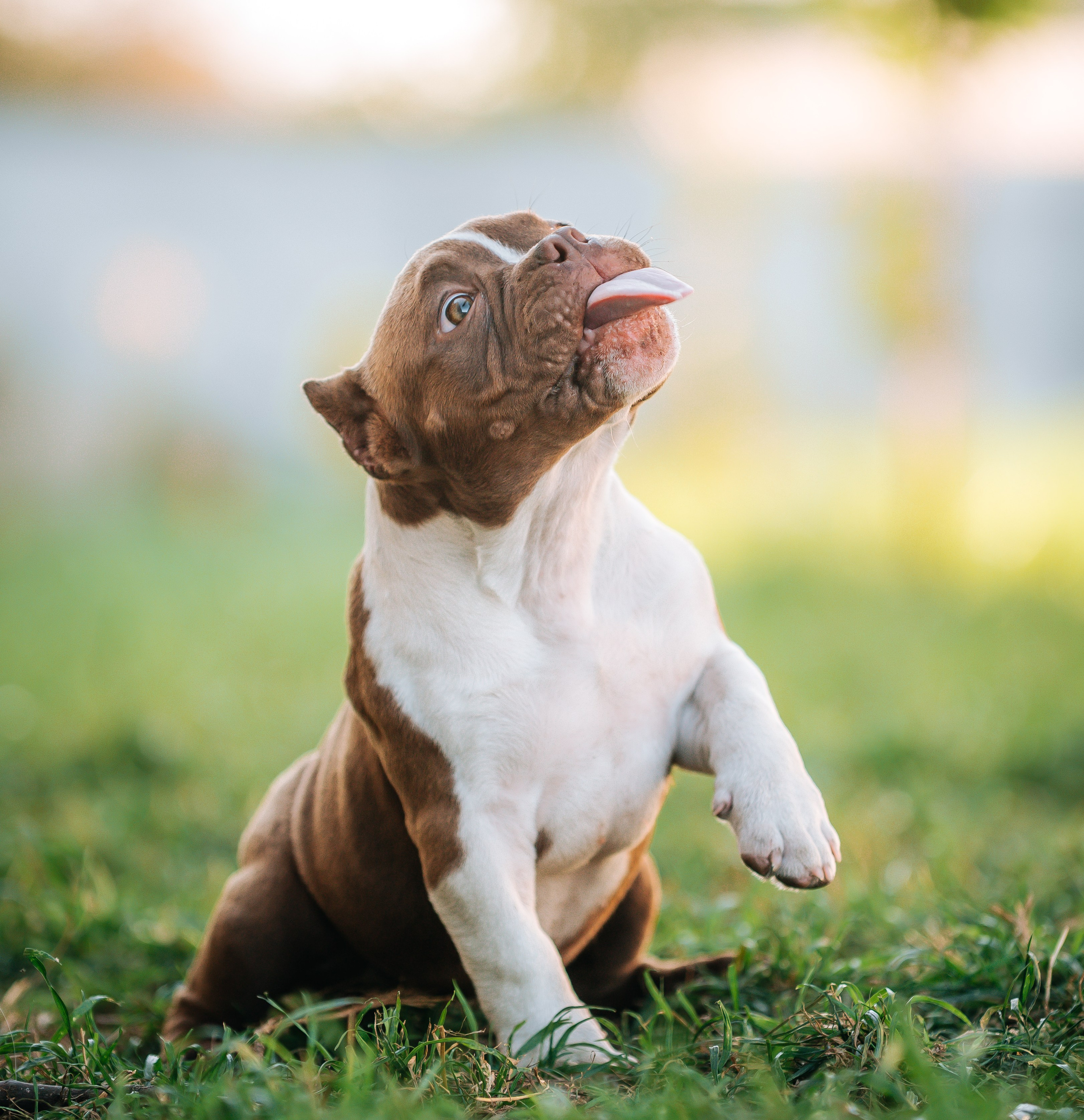 Американский булли щенки. Главная