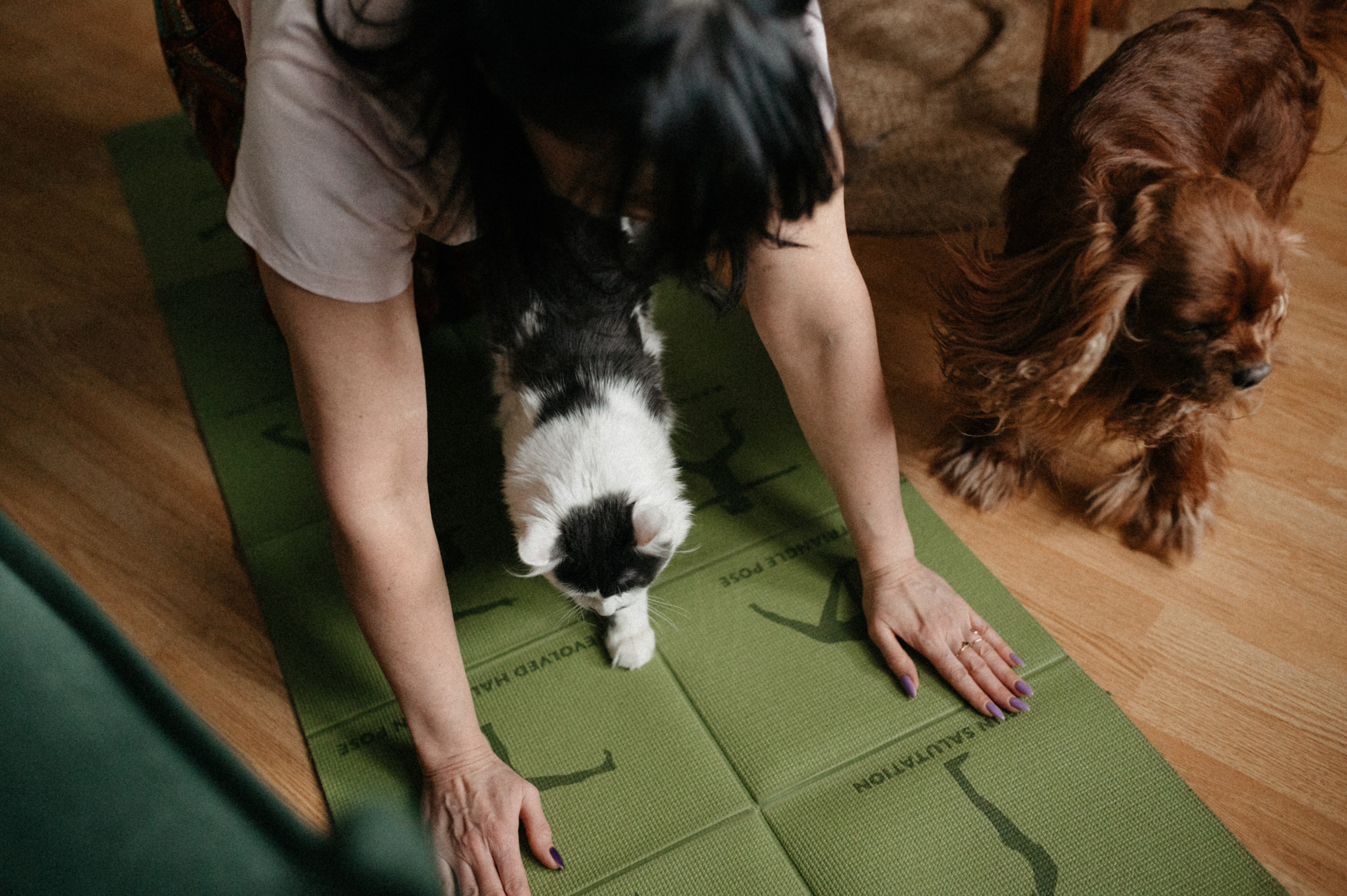 Оля и её меховая банда. Фотограф анималист в Москве Ольга Агушева