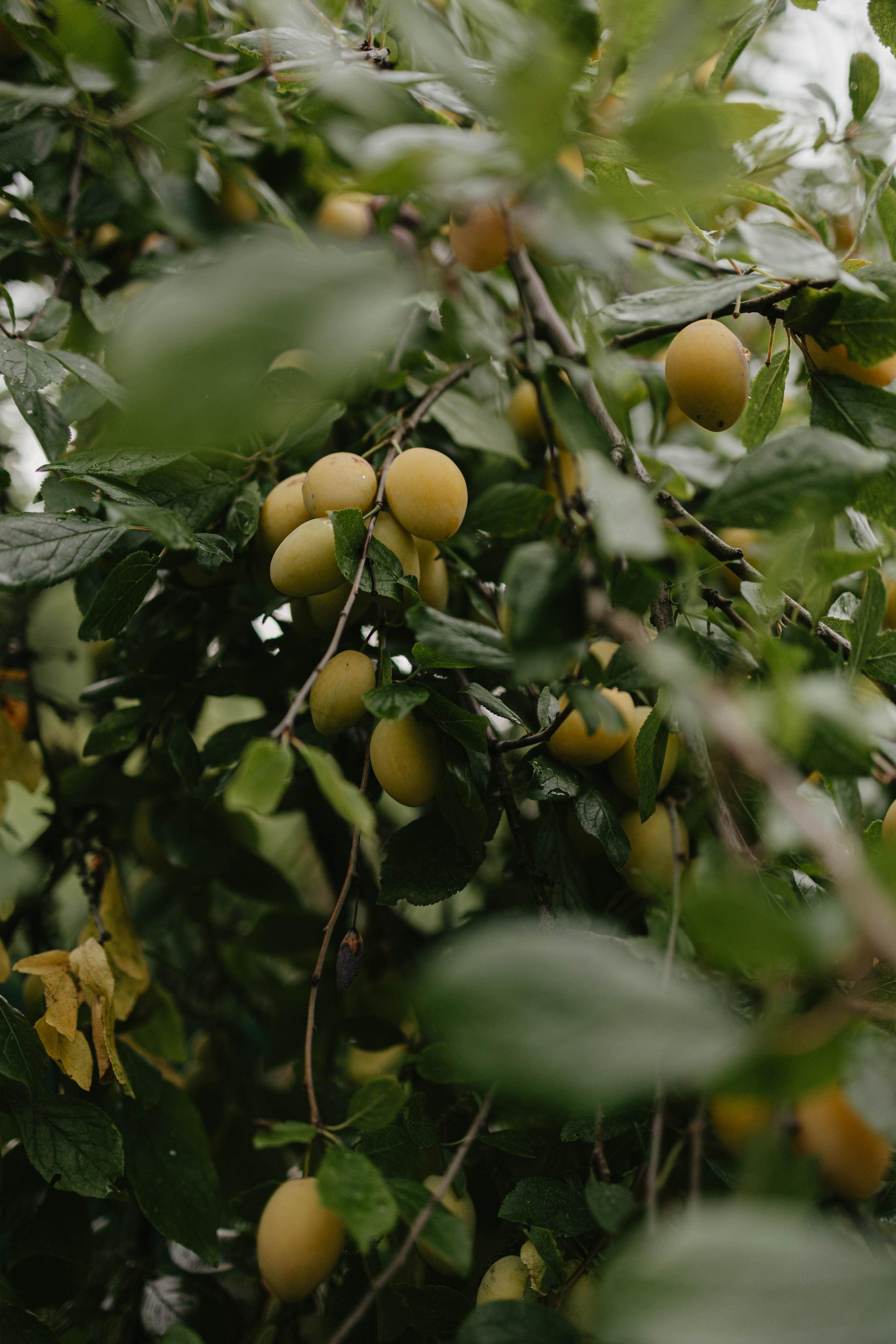Зимний и летний сад. Фотограф Эльмира Лин