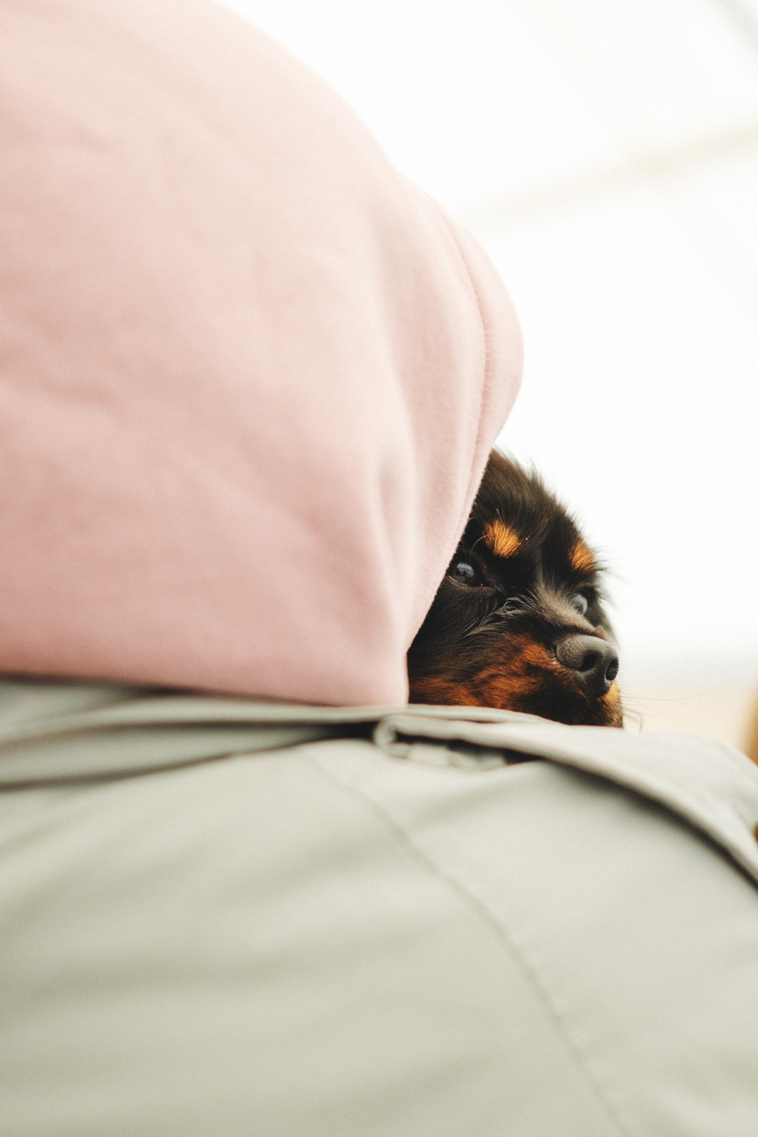 Встреча ККЧС. Фотограф анималист Осипчикова Мария