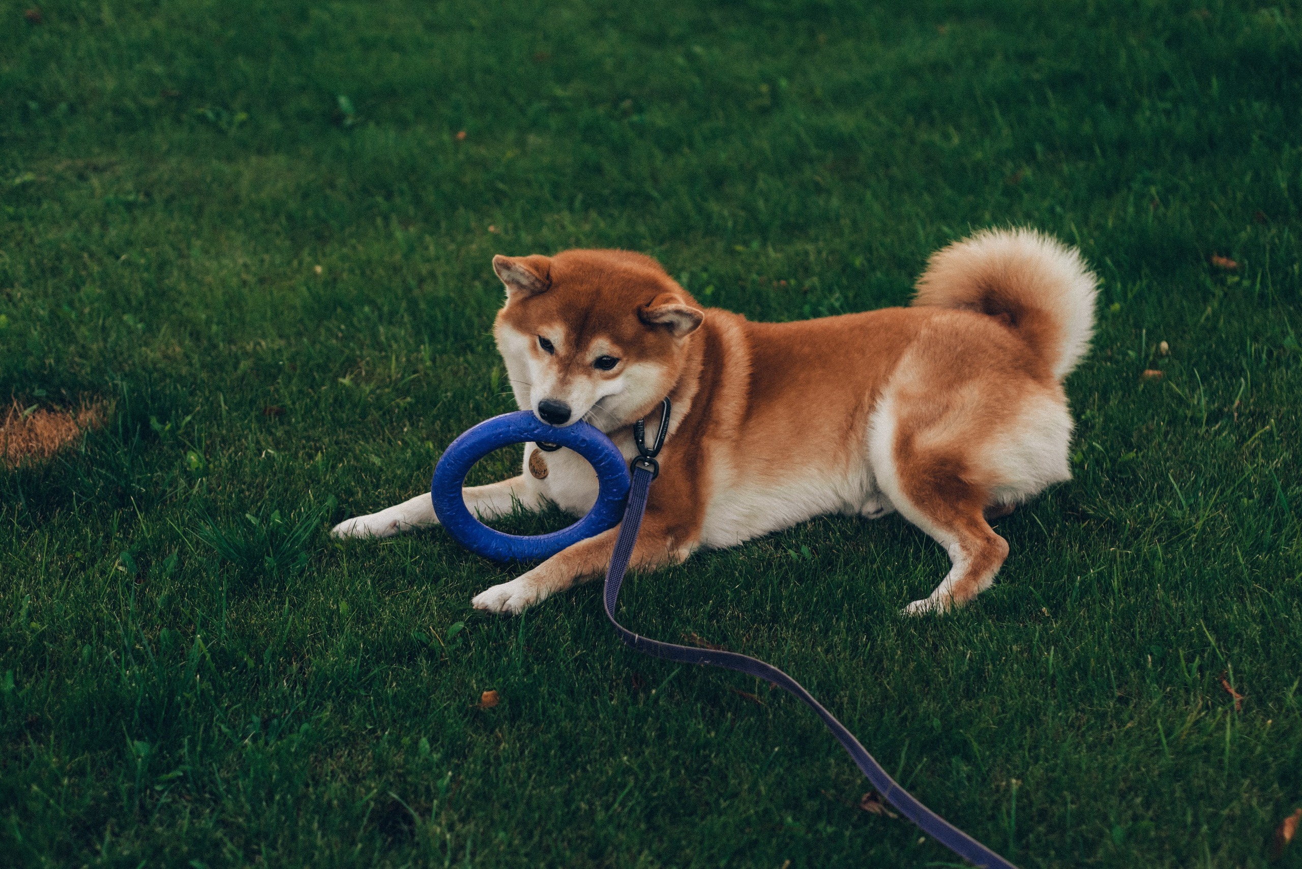 Ксения и Айки. Ольга Козлова фотограф Волгоград olkiny-fotki.ru