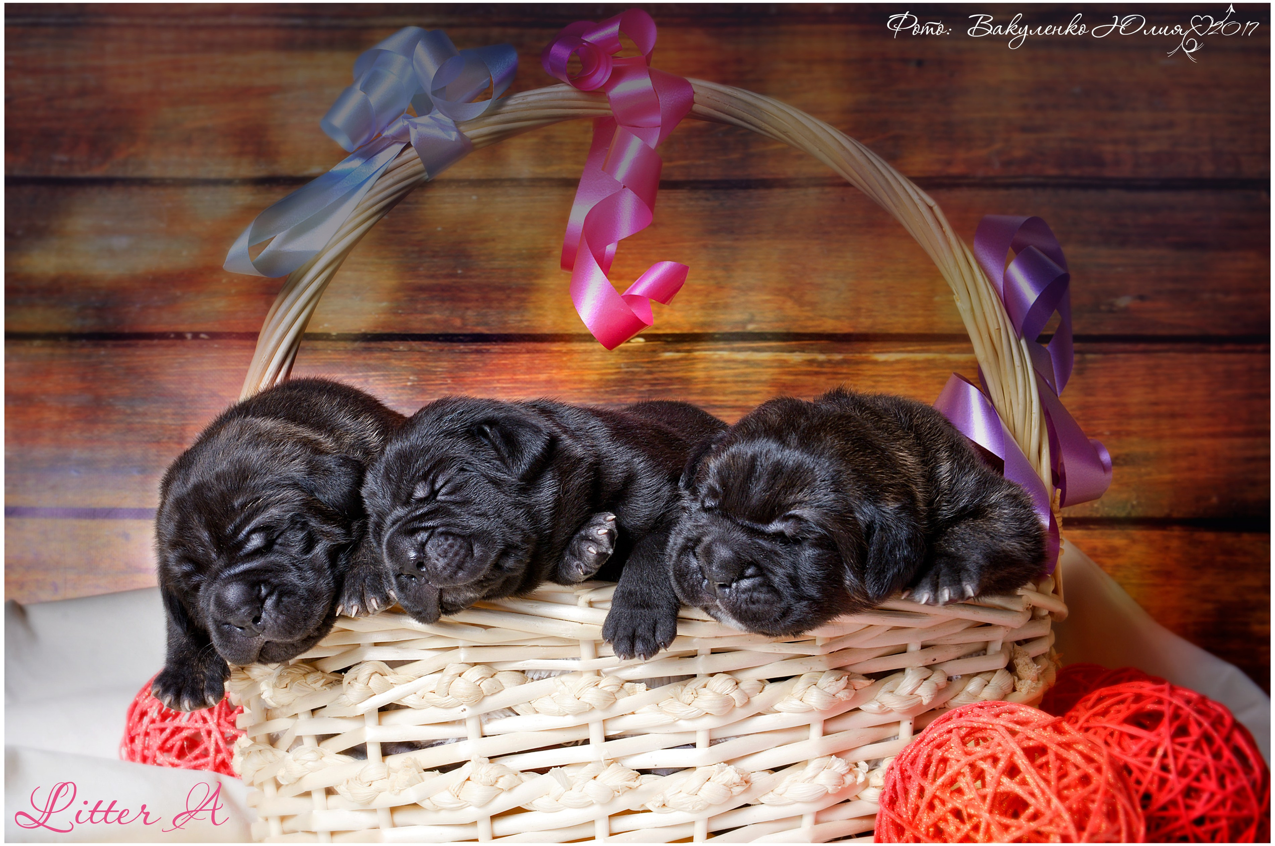 Студийная съемка. Фотограф анималист | семейный Юлия Вакуленко, г. Краснодар