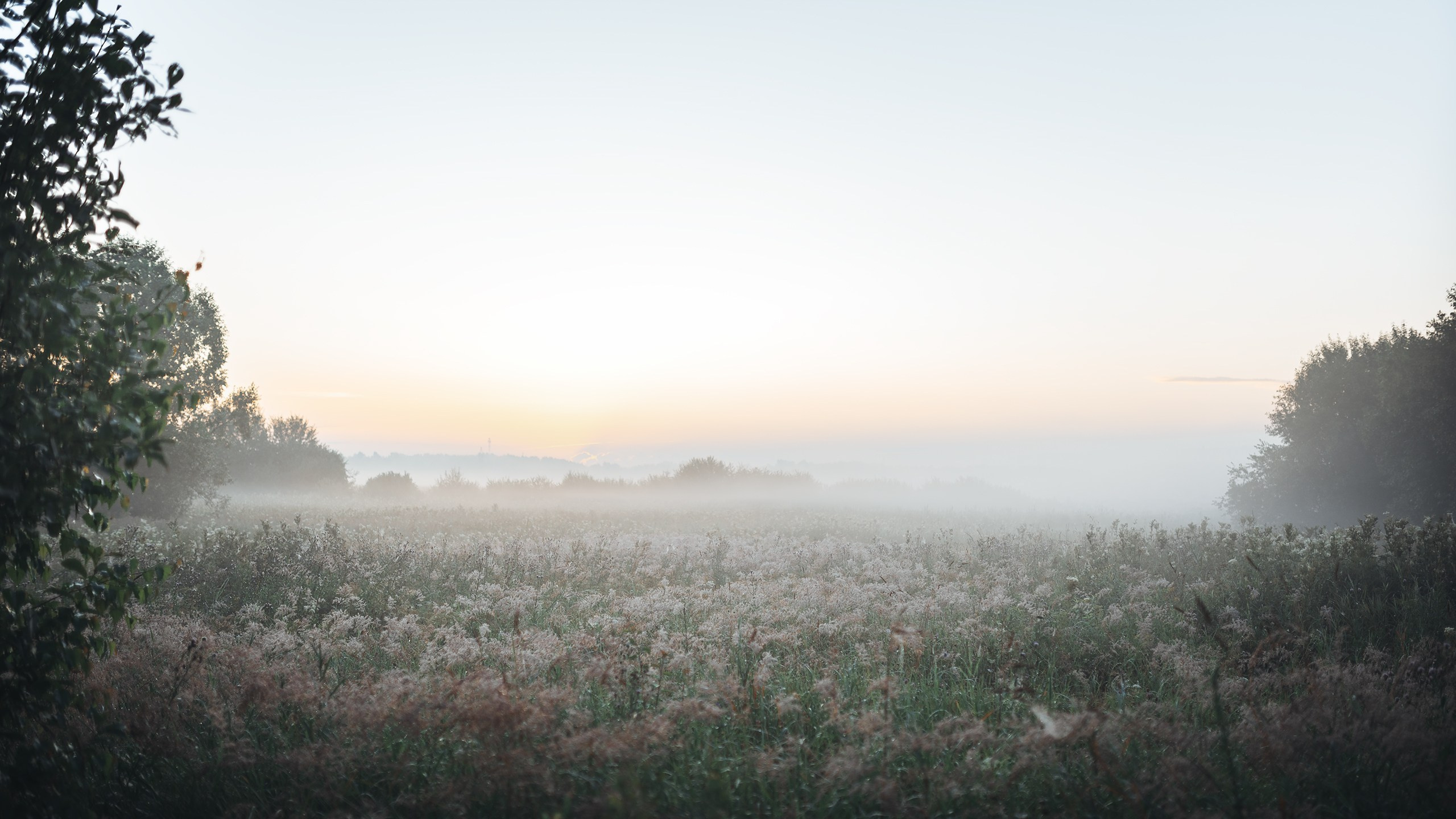Туманное утро. Komonev