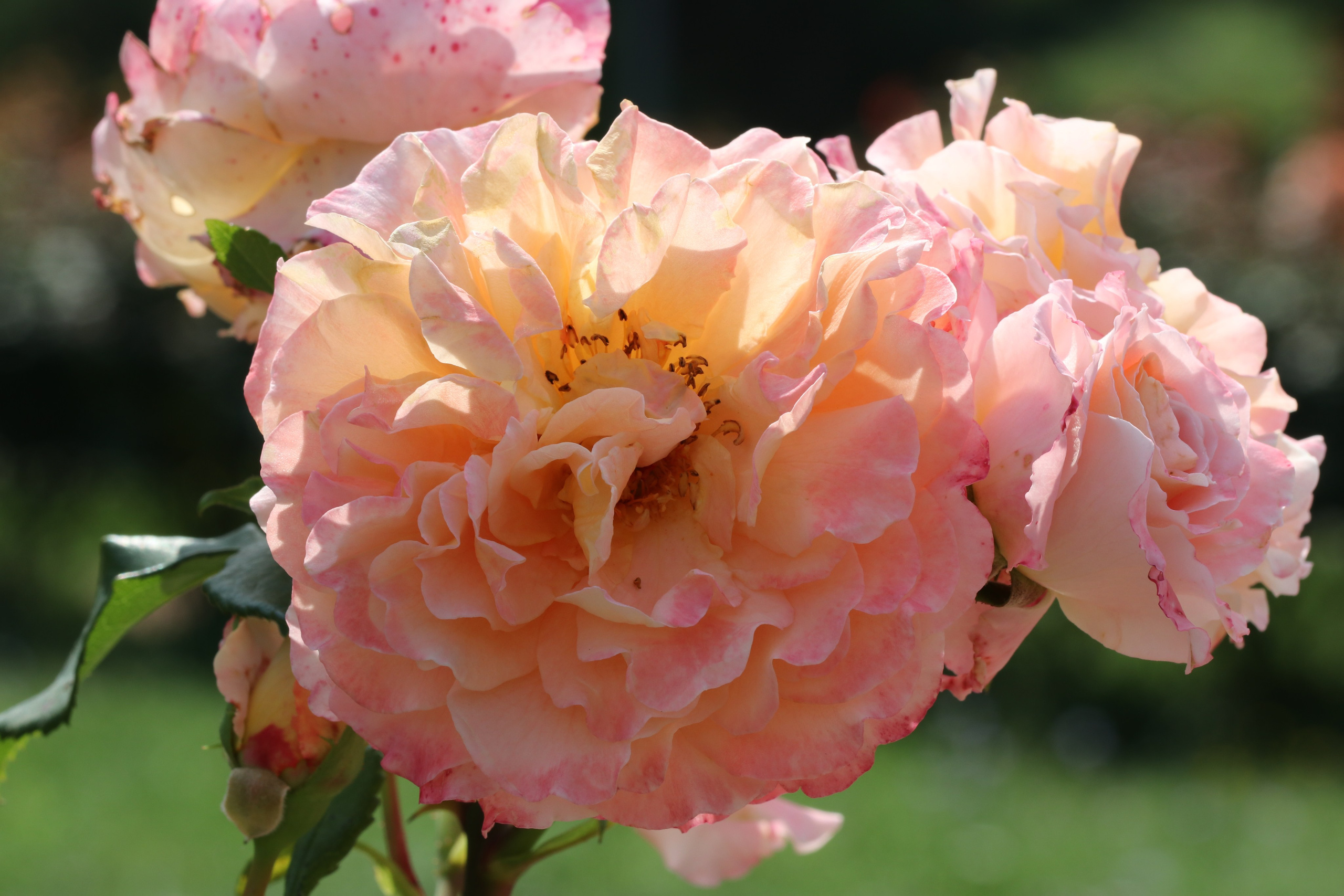 Долина роз в Кисловодске. Фото-художник и Репортажный фотограф Николаев Александр Алексеевич