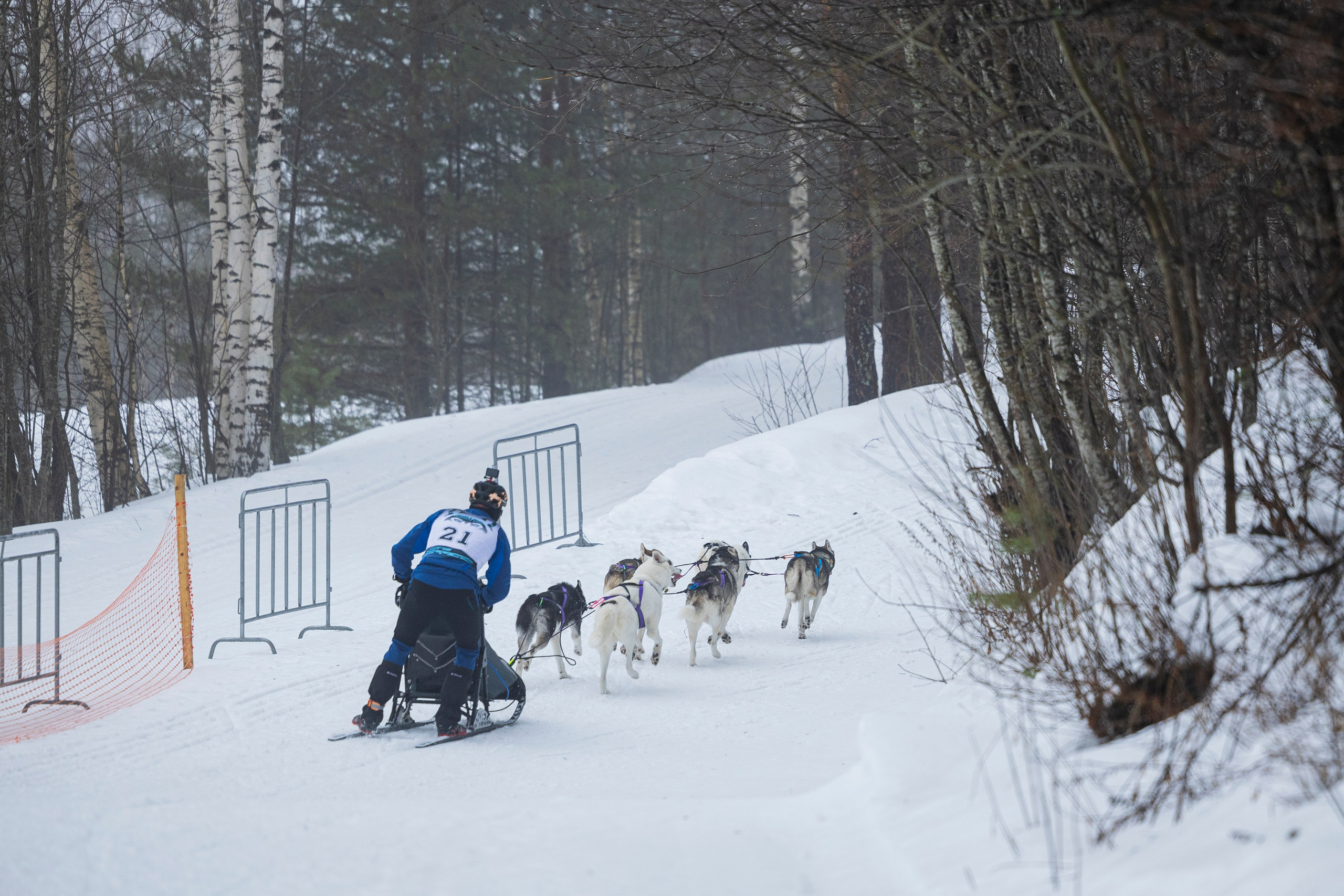 Зимний Чемпионат Санкт-Петербурга по ездовому спорту. Фотограф-анималист Анна Маринич