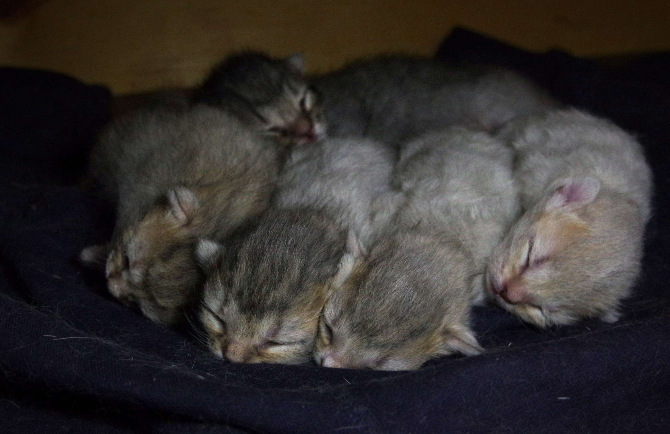 Котятам 3 дня. Вадим Шейдин