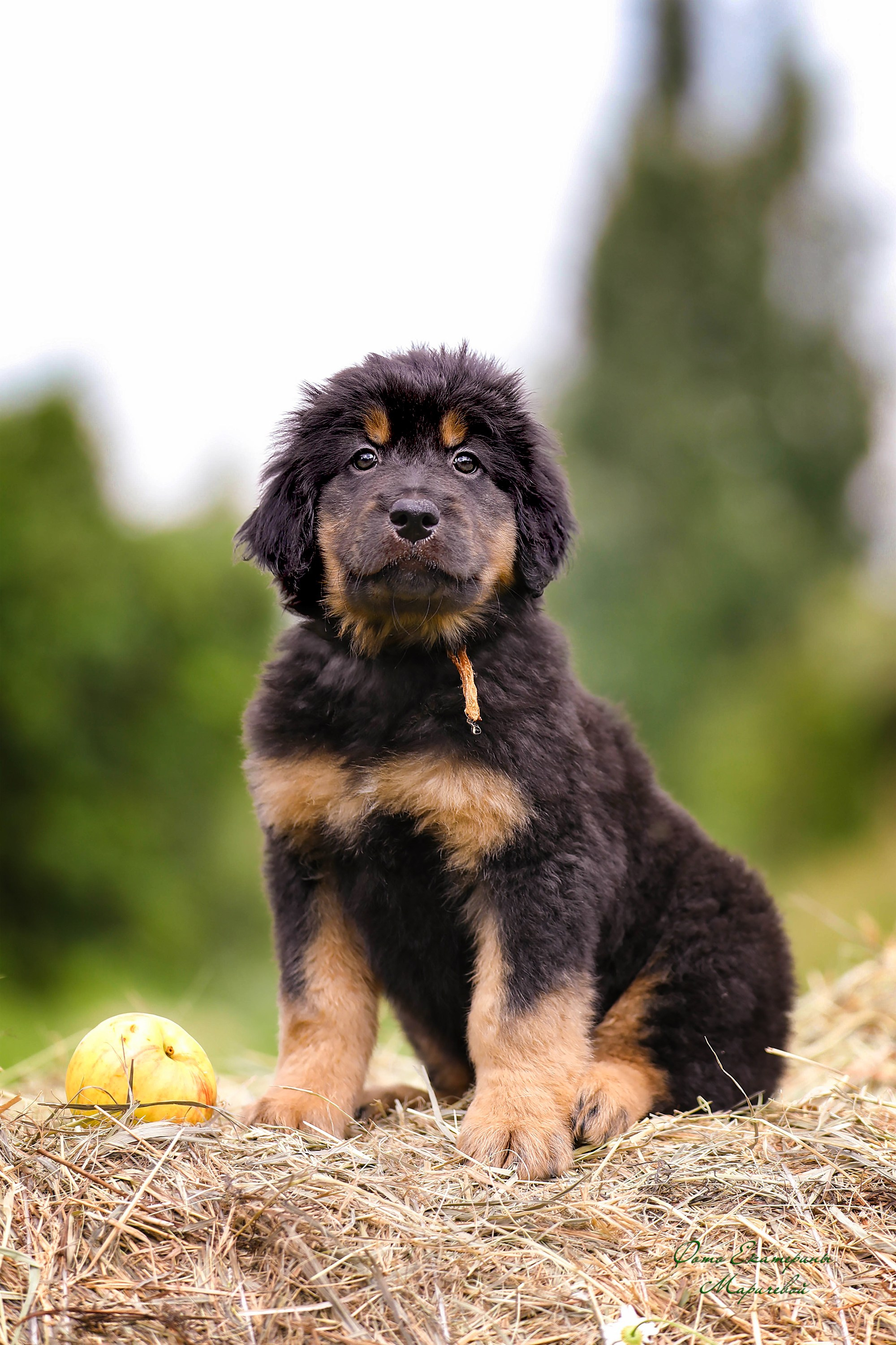 Выездная съёмка с естественным светом. Фотограф-анималист в Омске Екатерина Маричева