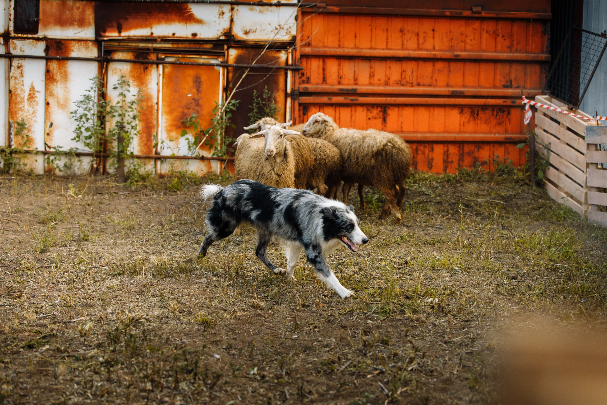 Овечий день. О нас