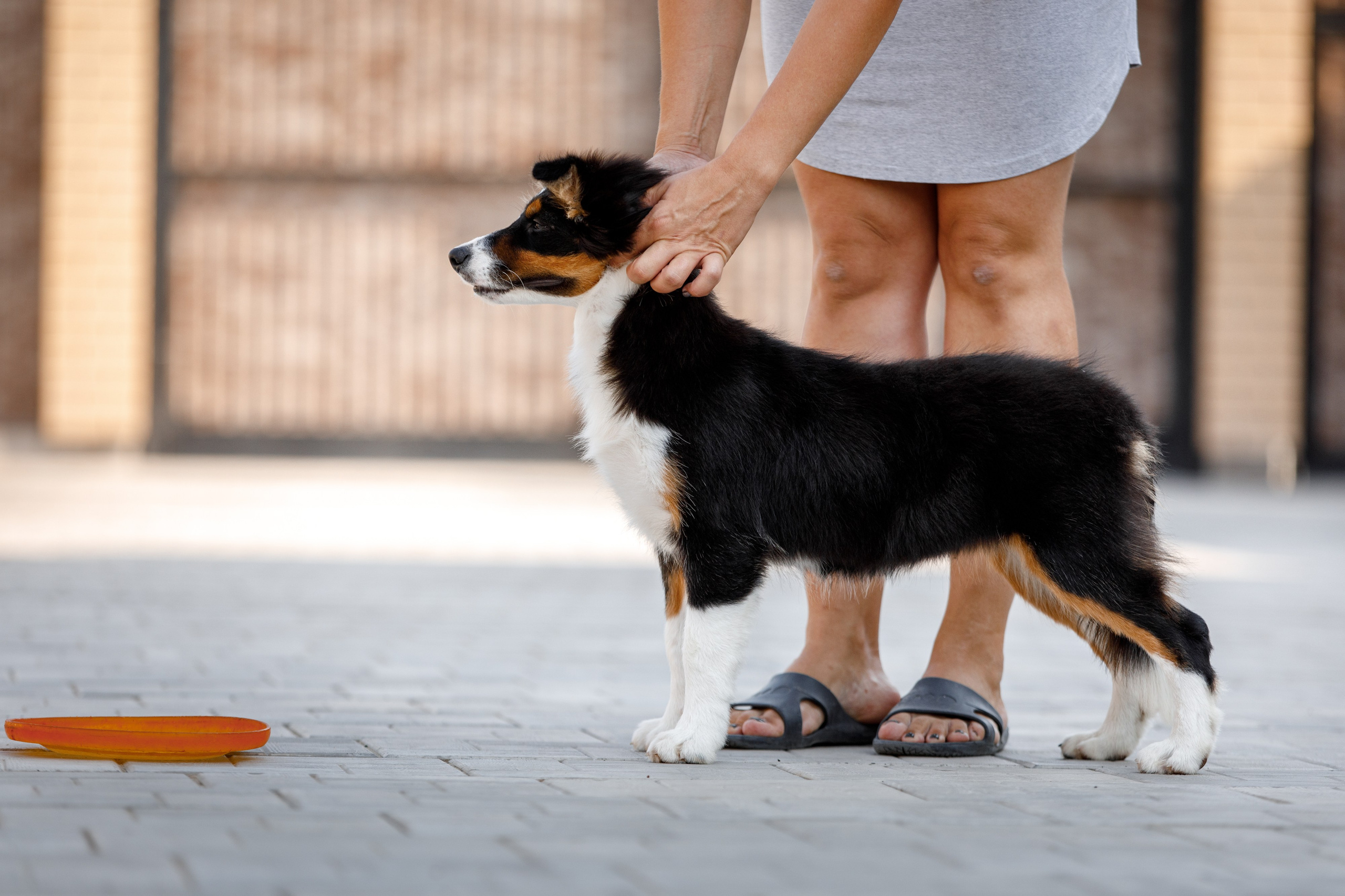 Смешарики. О нас