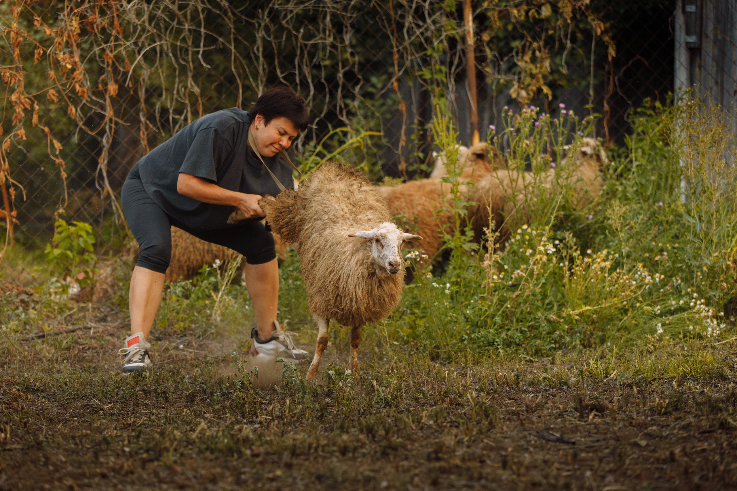 Овечий день. О нас