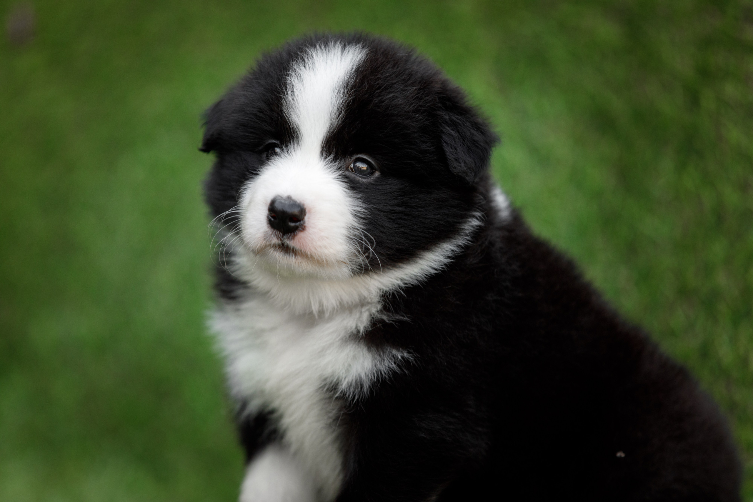 Смешарики. О нас