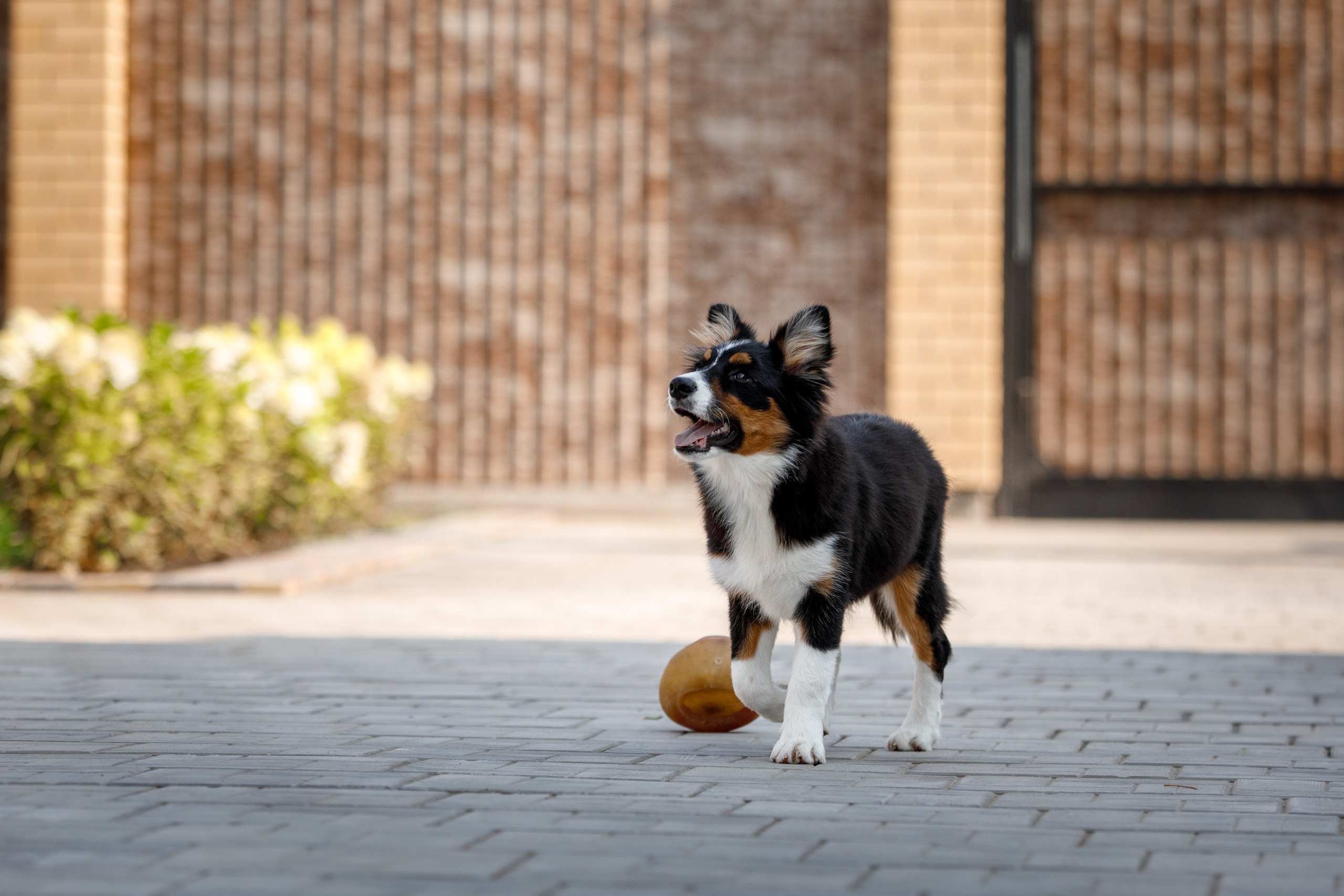 Смешарики. О нас