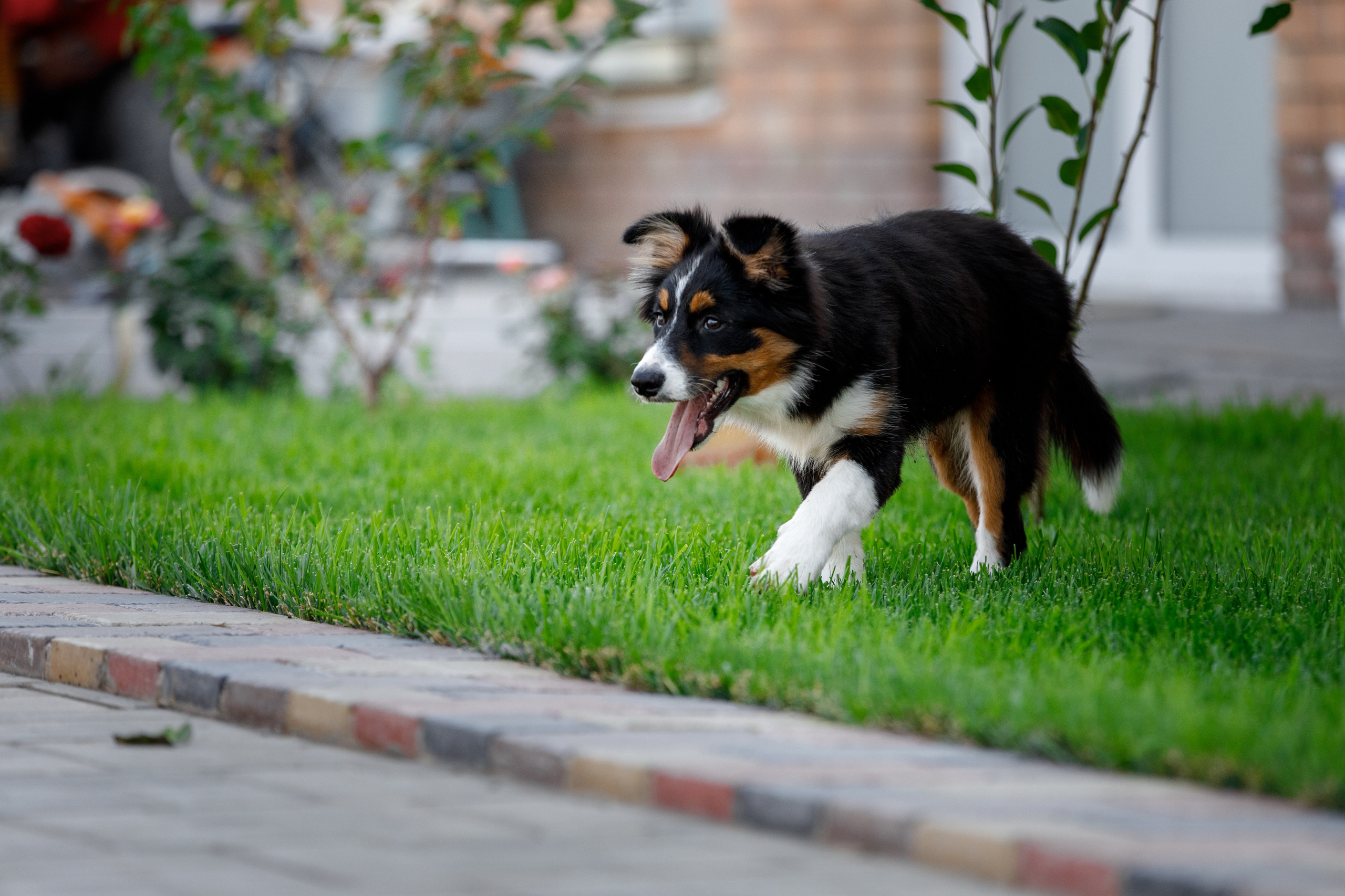 Смешарики. О нас