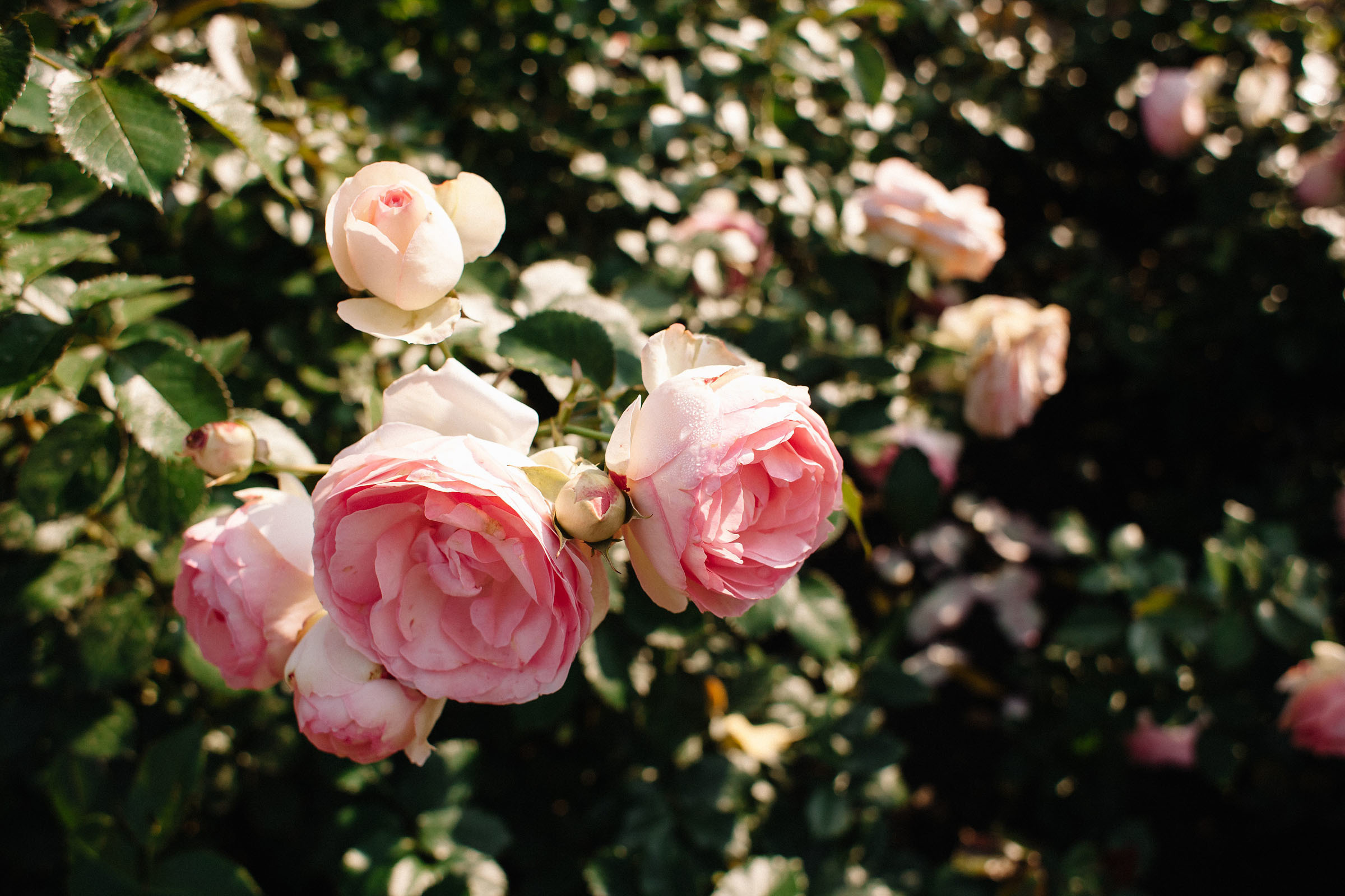 Дима Оксана Амелия. Семейный и свадебный фотограф в Майкопе Михаил Мартиросян